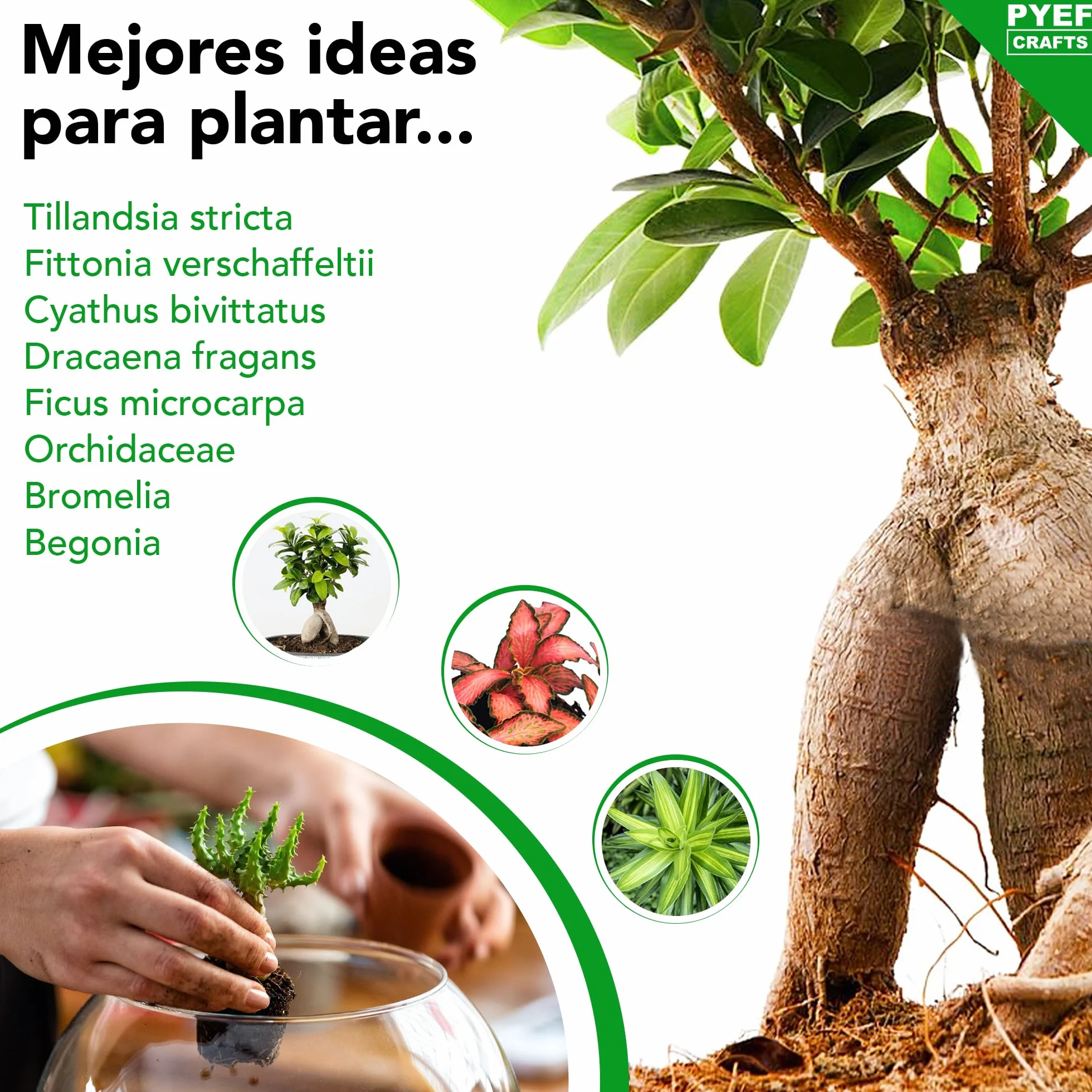 Kit Terrario de Cristal DIY Set Decoración Ecosistema Cerrado Bosque Eterno Interior Frasco Accesorios Hogar Regalo Original