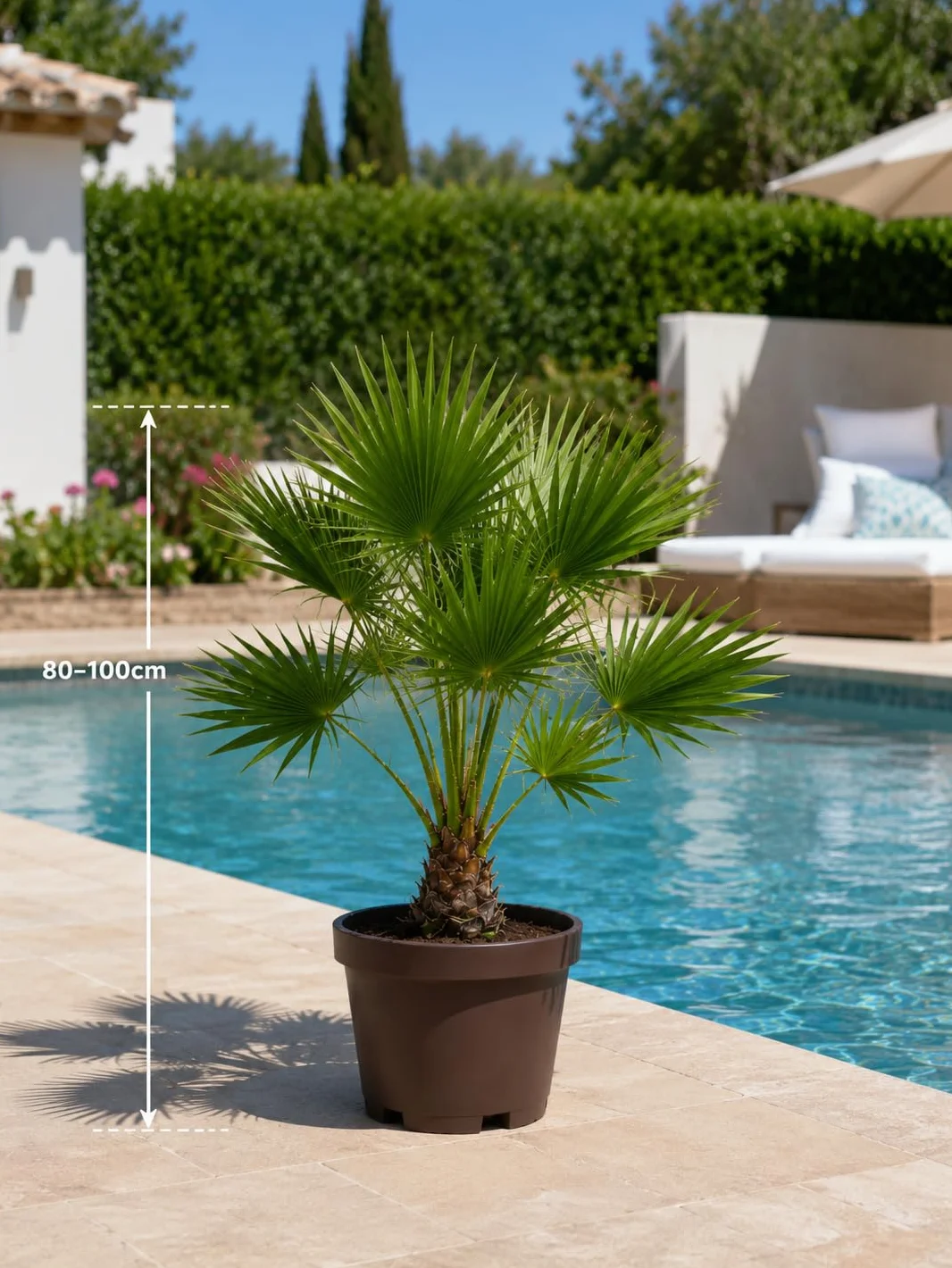 Palmera Washingtonia Natural 80–100 cm con Maceta Gratis Interior Exterior