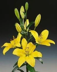 Ramo Flores Frescas de Lilium Amarillo 10 Tallos