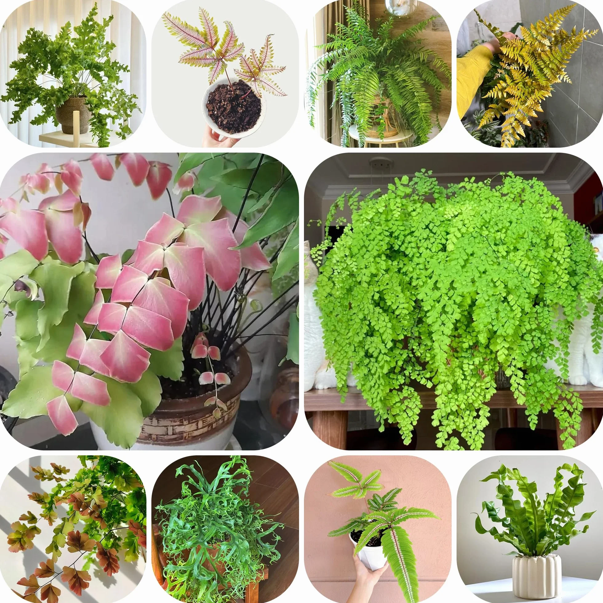 Helechos Resistentes Semillas 300pcs para Jardín