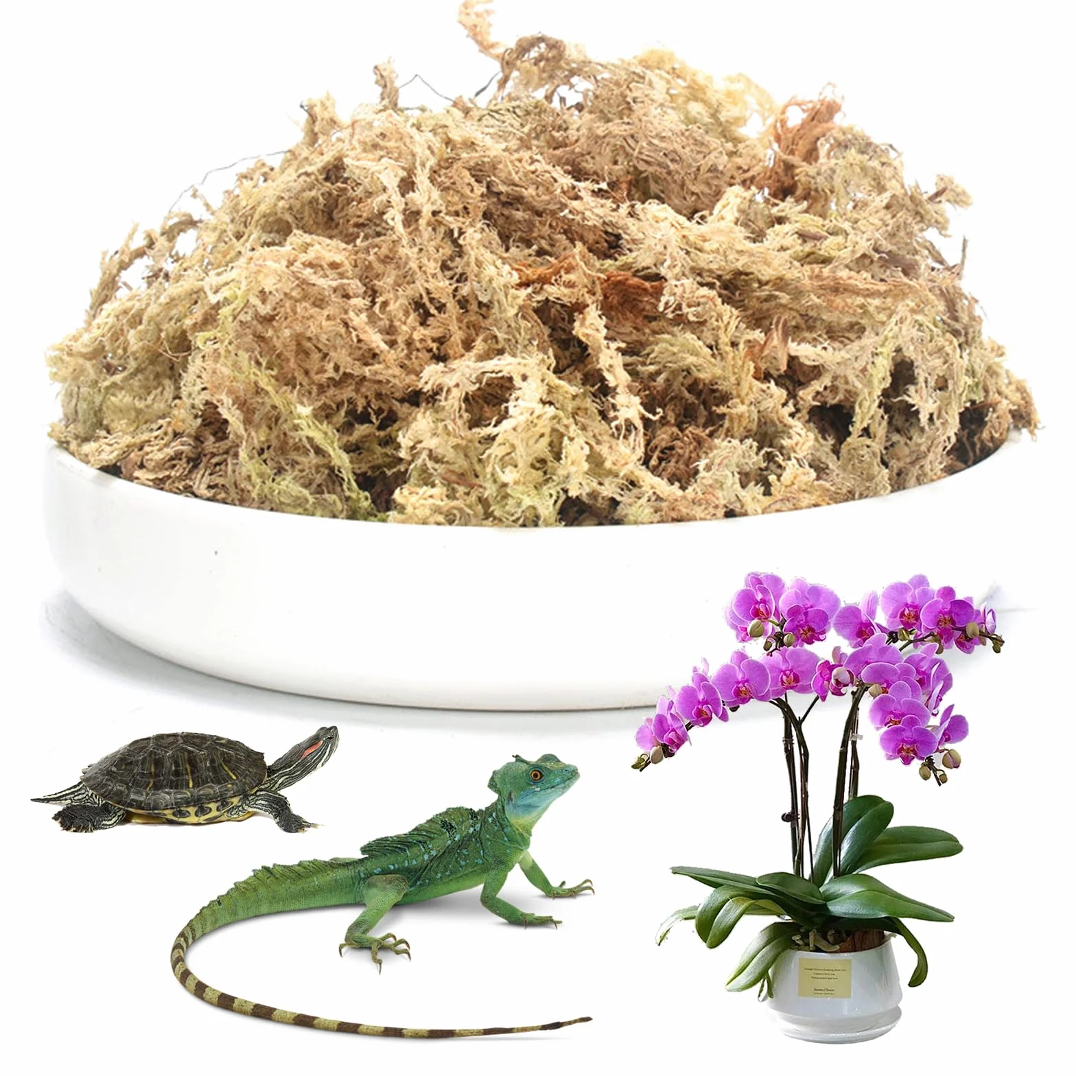 Musgo Sphagnum Natural 190g para Orquídeas Phalaenopsis Plantas Carnívoras Reptiles
