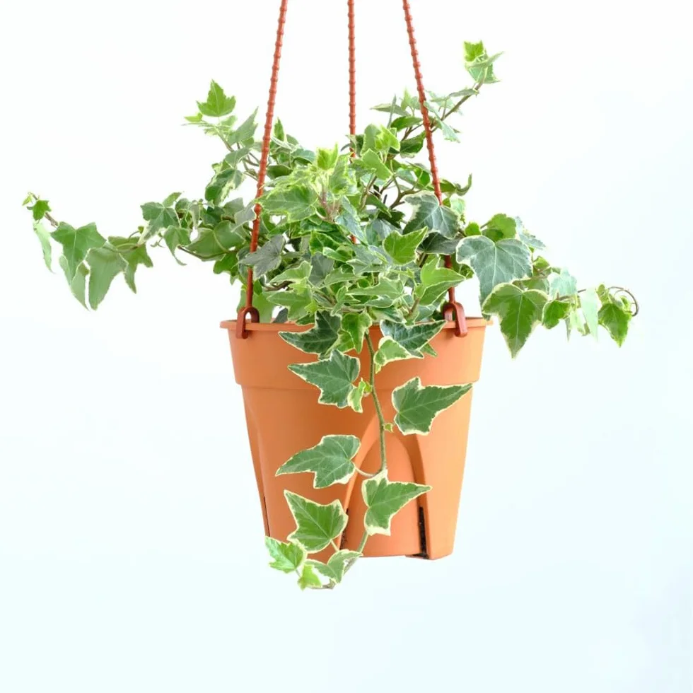 Semillas de hiedra Hedera Nepalensis para cubrir el suelo, plantas trepadoras resistentes al invierno, decorativas para pared y balcón