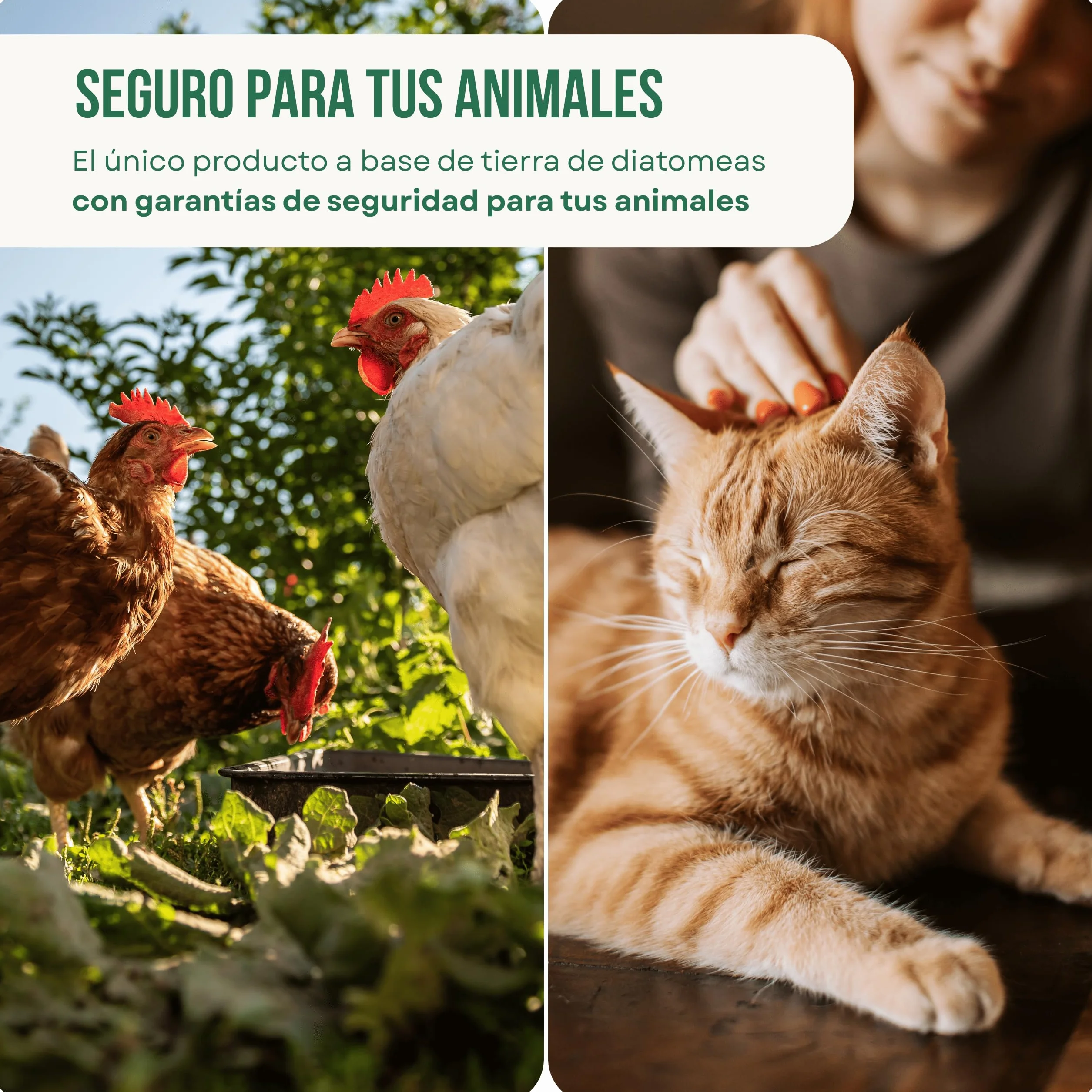 ECO Tierra de Diatomeas 6kg Ecológica Grado Alimenticio para Animales Sin Calcinar Diatofeed Molida Certificada