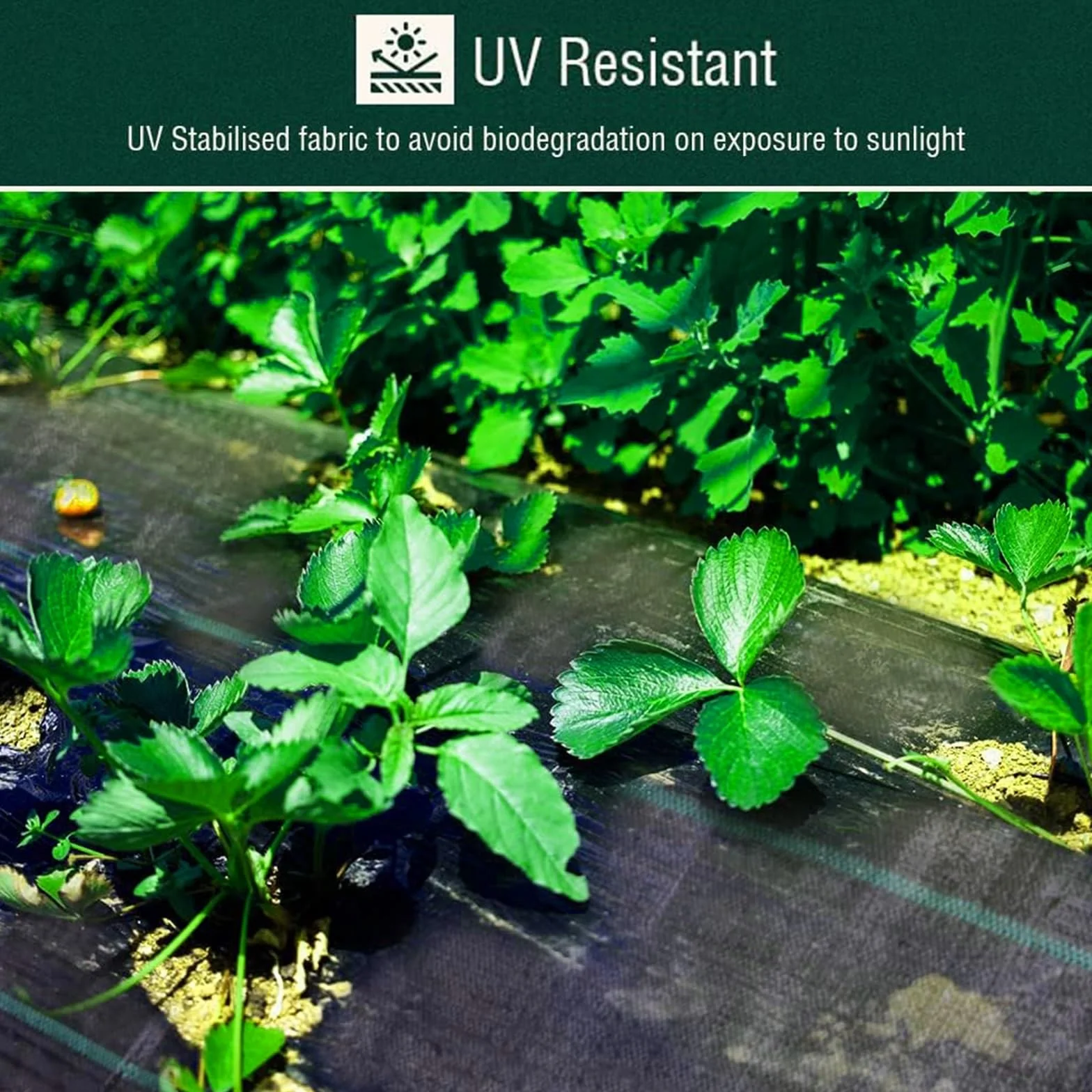 Malla Antihierba Estabilizada contra UV, contra Las Malas Hierbas Manta Antihierbas Ultra Resistente, Varios Tamaños, Premium para Jardín Terraza, Huerto, Jardín, Control De Maleza(2x15m)