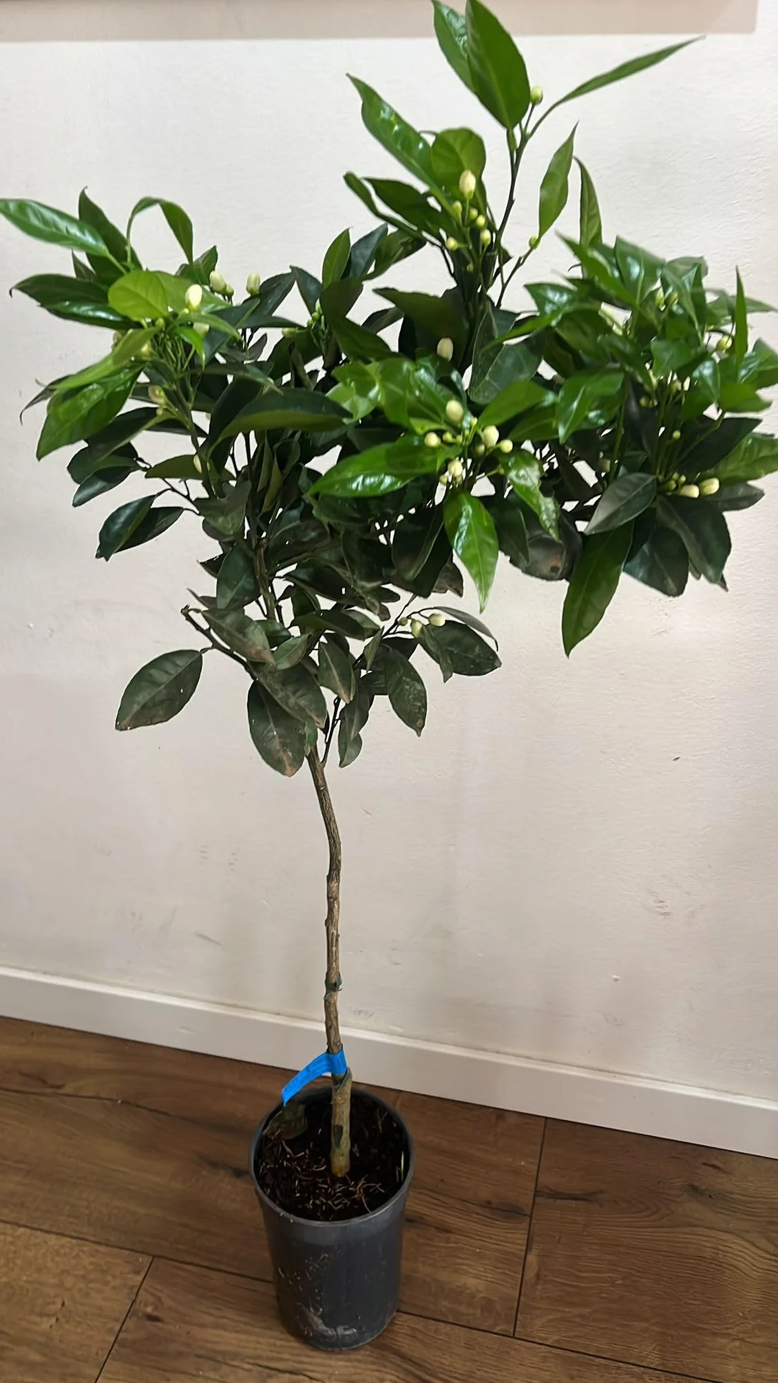 Árbol Naranjo Valenciano en Maceta, Planta Cítrica con Flores Blancas, Naranjas Dulces