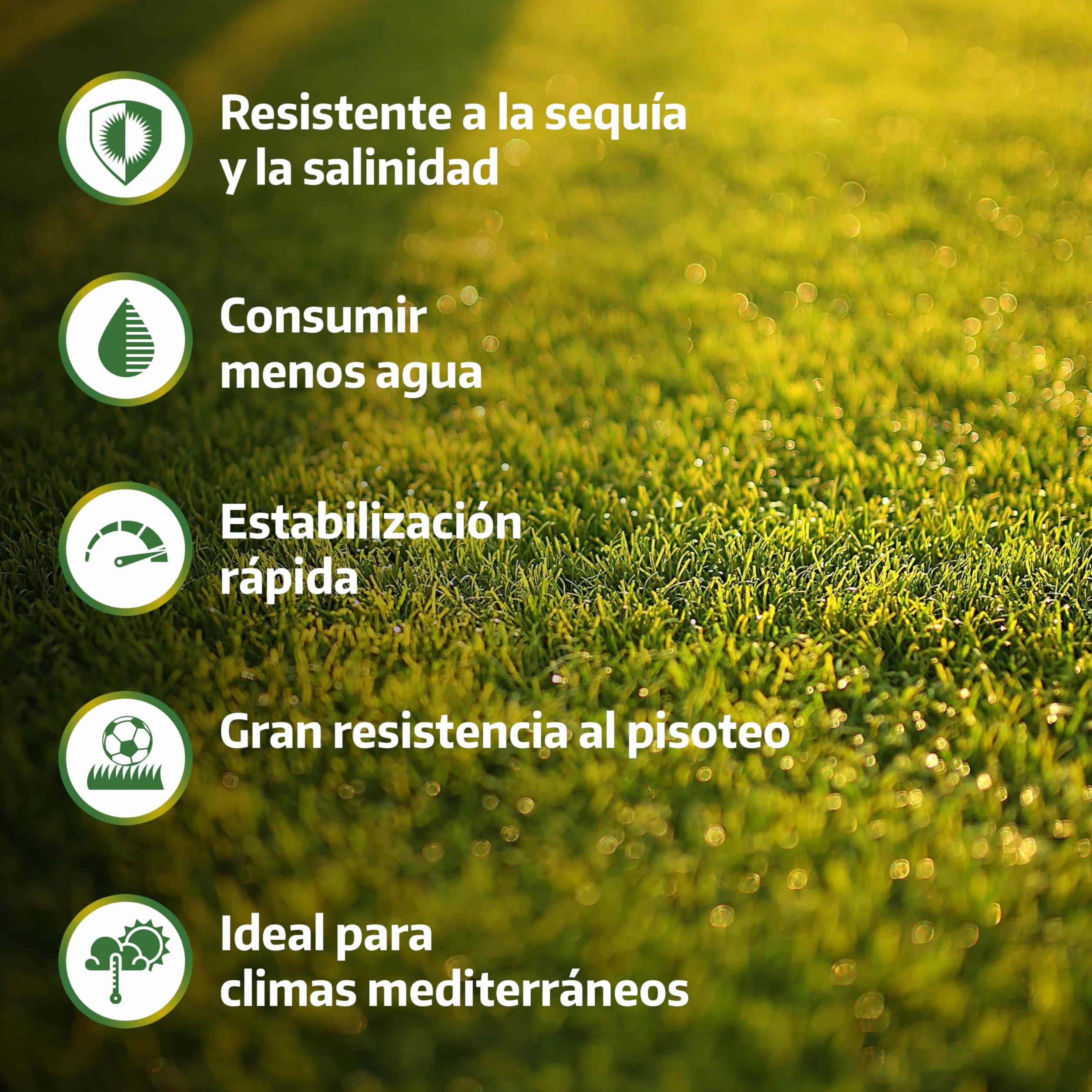 LERAVA Semillas césped grama gruesa 200 g para 20 m² resistente a la sequía