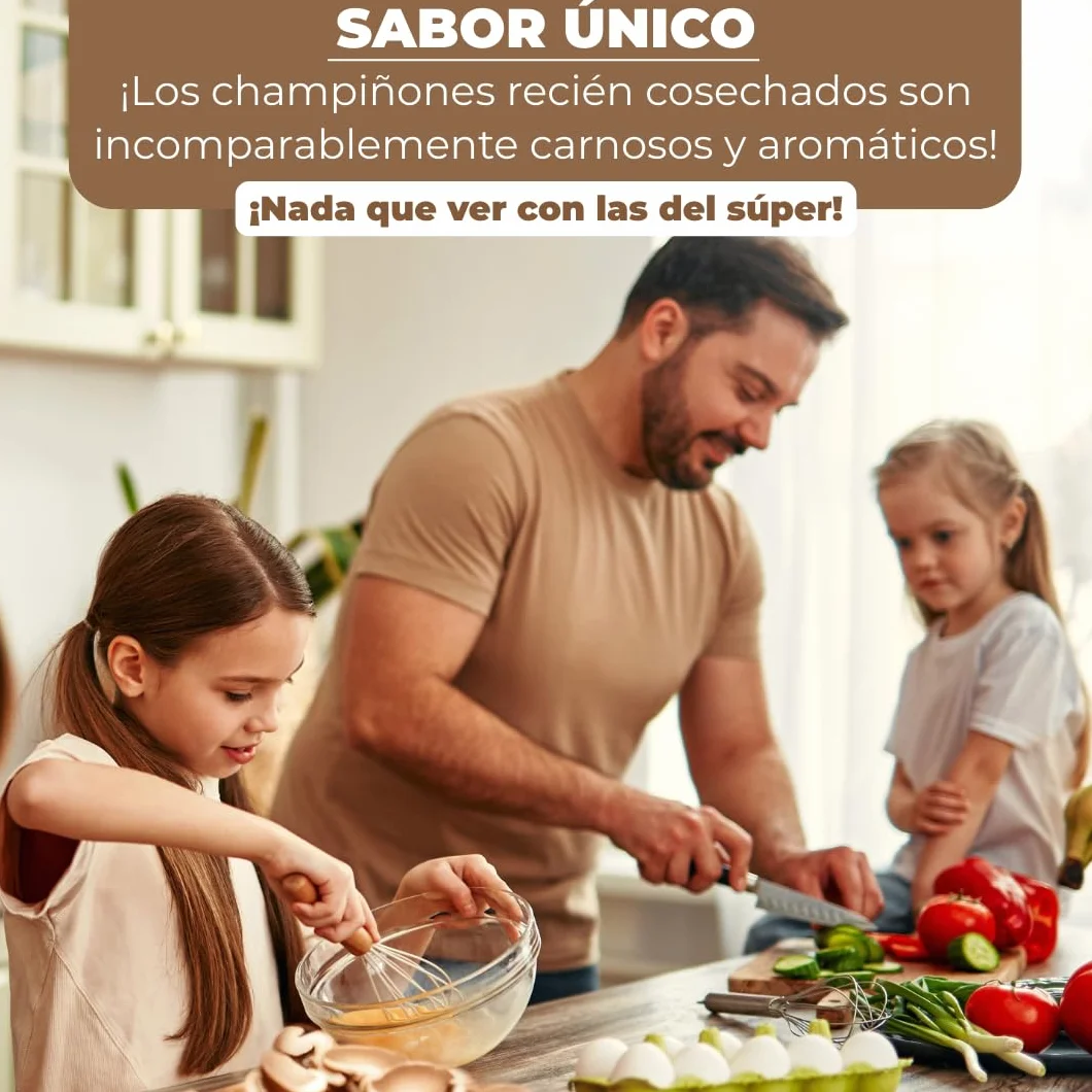 Hawlik Pilzbrut 2 cultivos de champiñones blanco y marrón pequeño Portobello