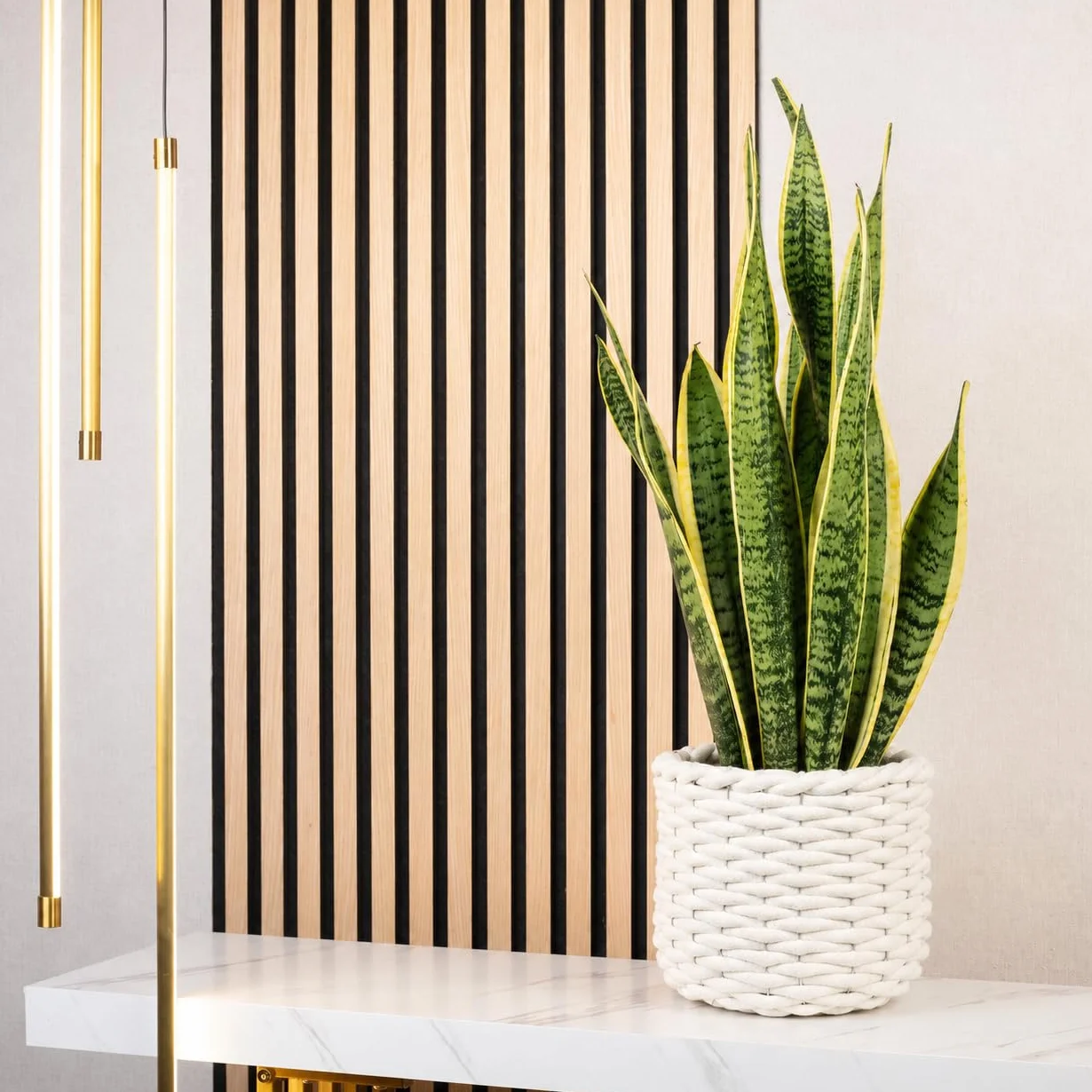 Sansevière Sansevieria trifasciata Laurentii planta interior 65 cm maceta Ø 17 cm