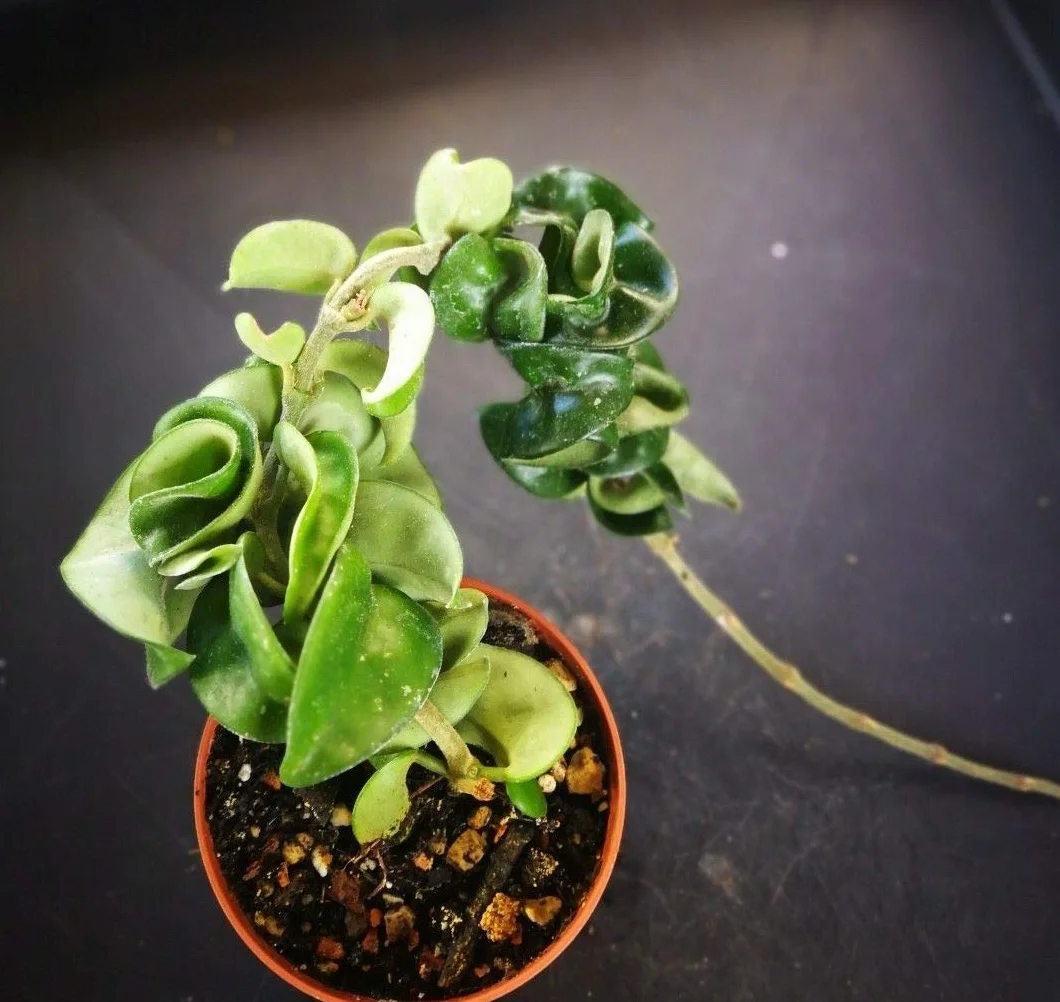 Hoya Carnosa Compact 8,0cm Vetro Succulento