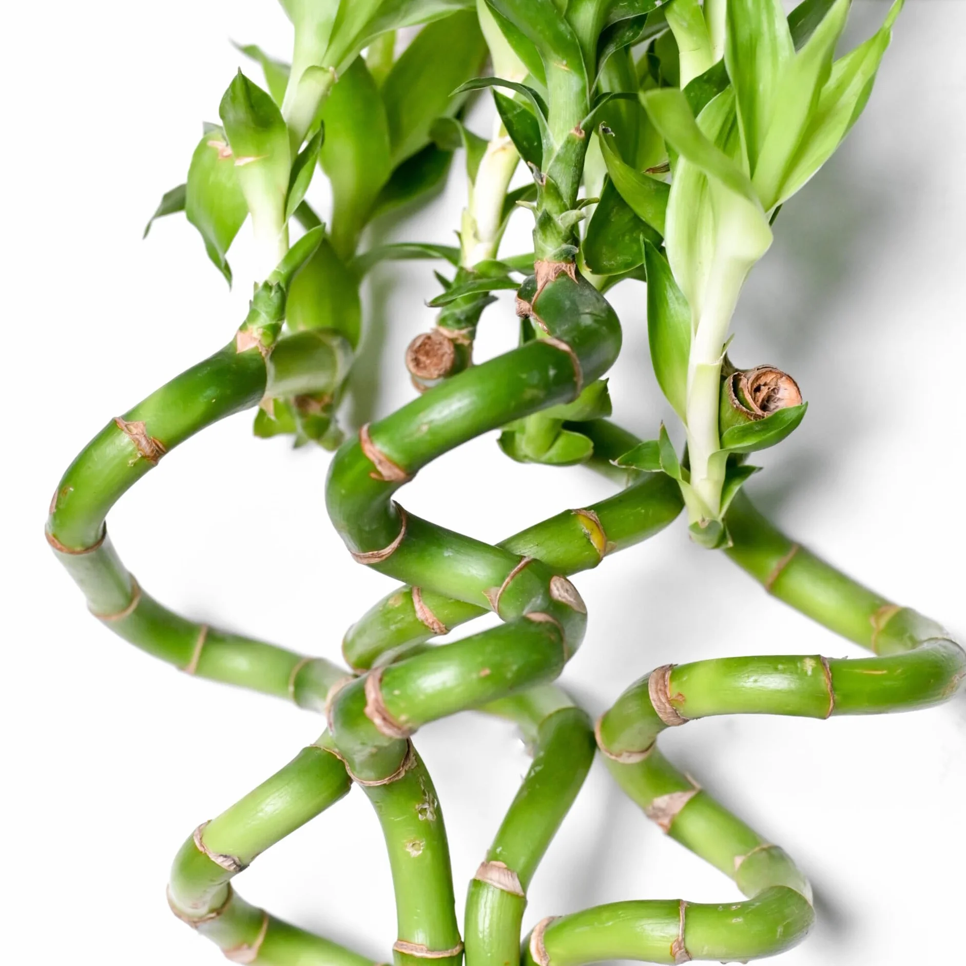 Lucky Bamboo Natural Set de Cuatro Bambú de la Suerte