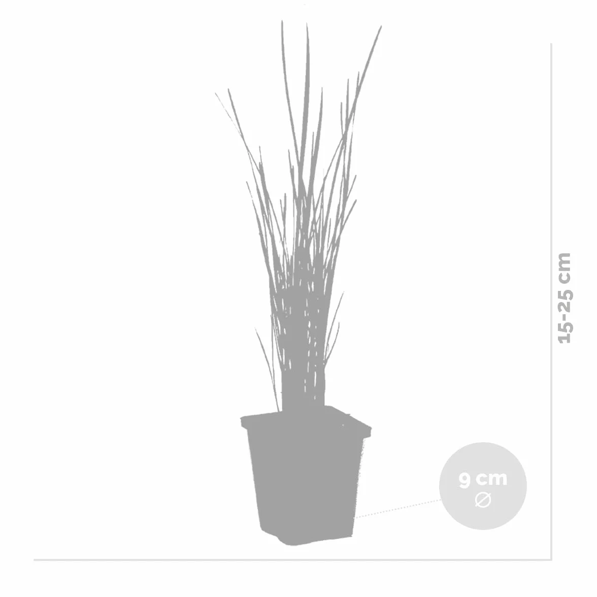 Bloomique Typha latifolia Set de 3 Plantas de estanque Resistente al frío Altura 15-25 cm Maceta 9 cm