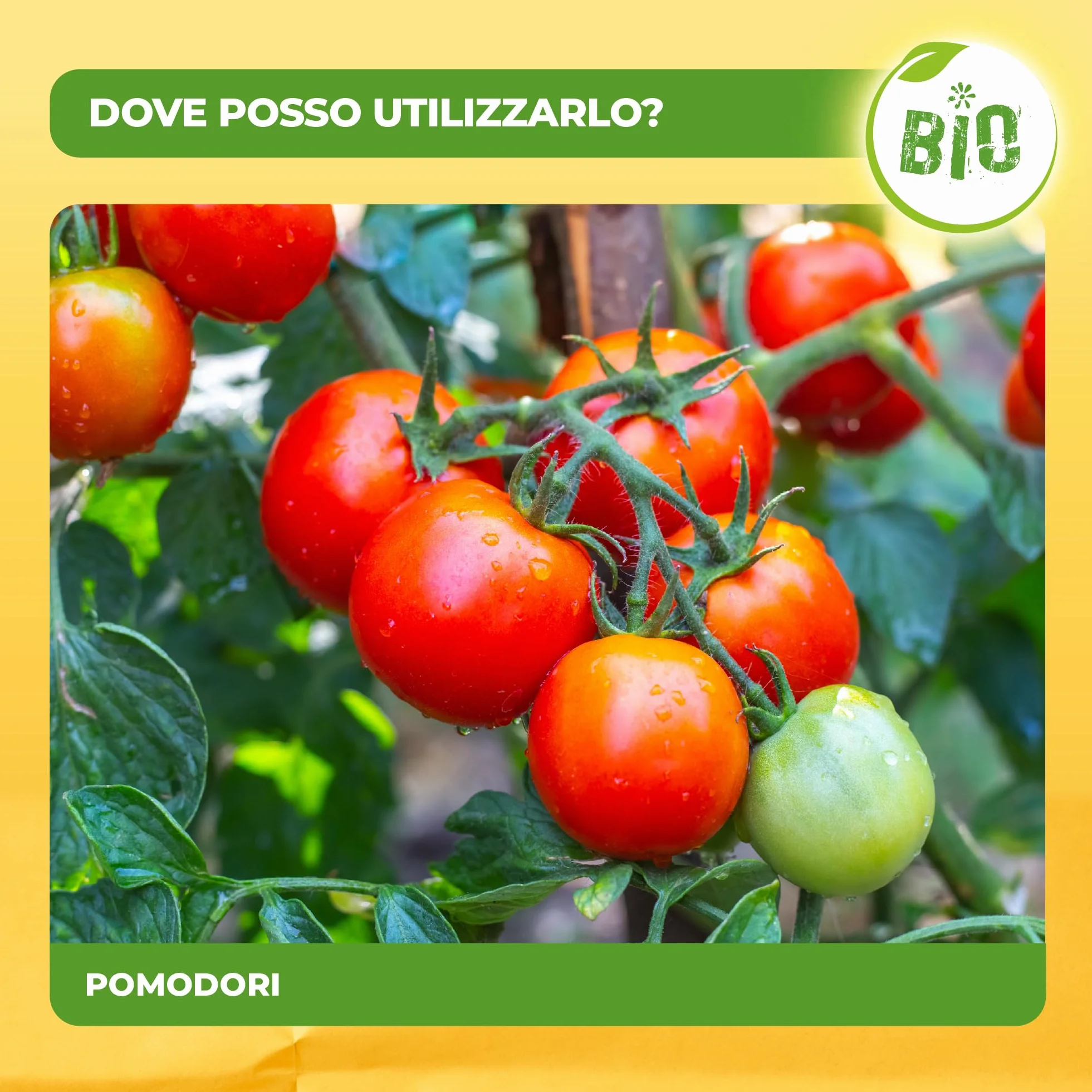 Solabiol Fertilizante tomates 100% orgánicos con estimulador radicular