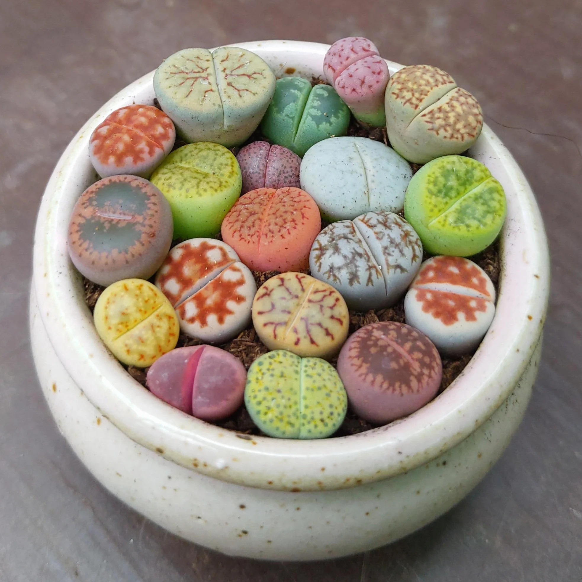 SUNNYPLANTS Lithops Mezcla Raros Suculentas Piedra Viva Mini Plantas Interior 20