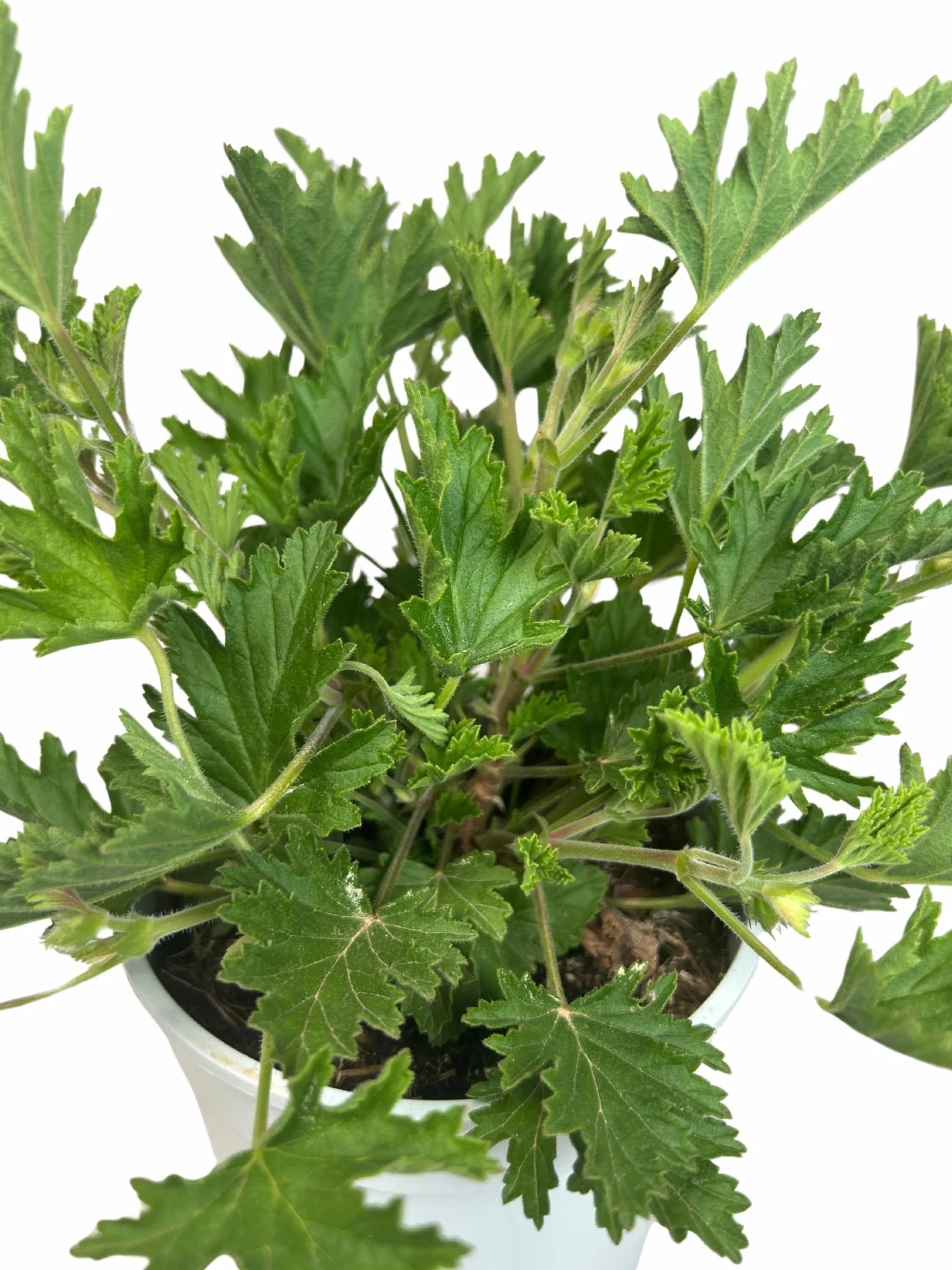 Pelargonium Citrodorum Citronela Natural Antimosquitos Maceta 14 cm