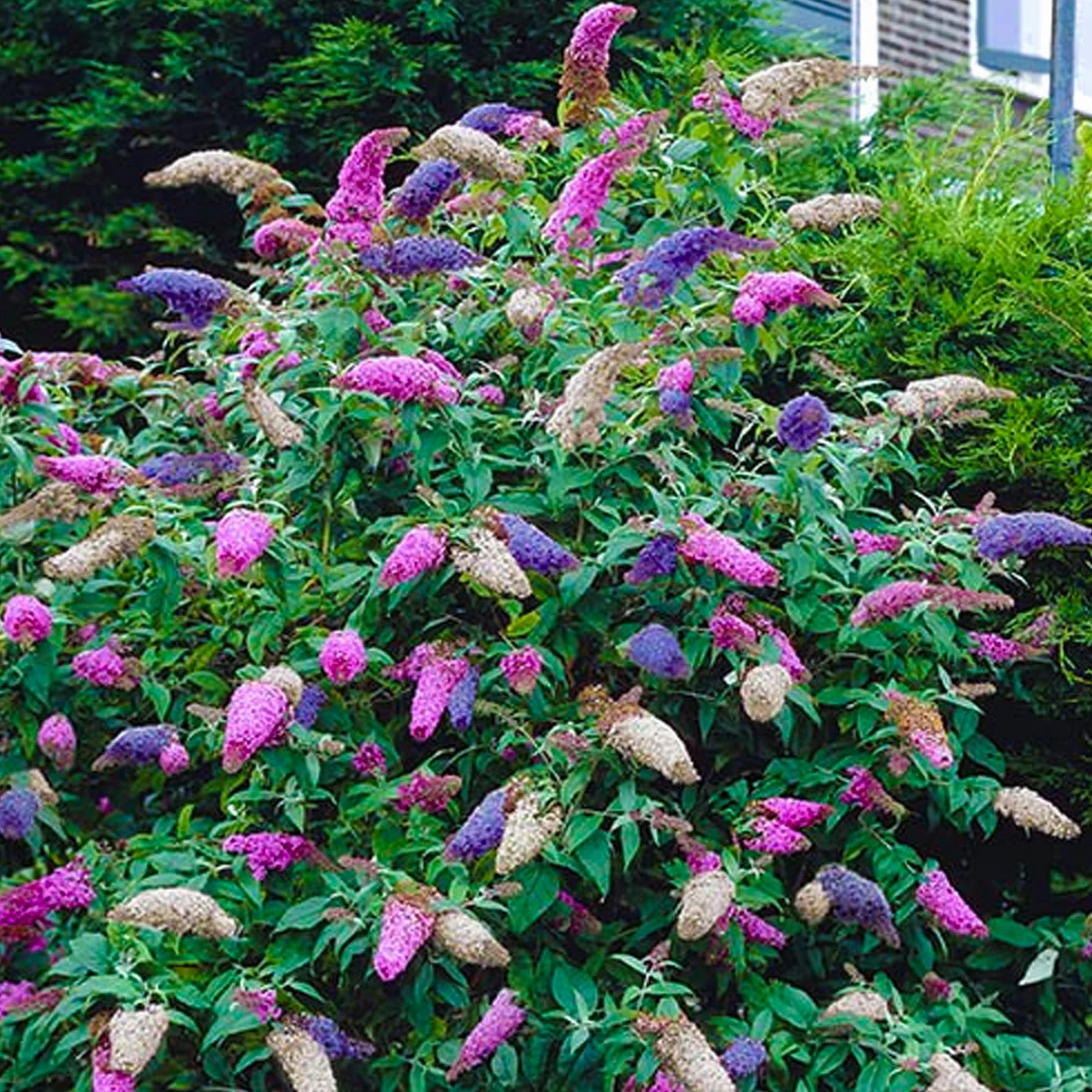 Buddleia Tricolor Arbusto de las Mariposas Colores Mixtos Planta de Jardín en Maceta