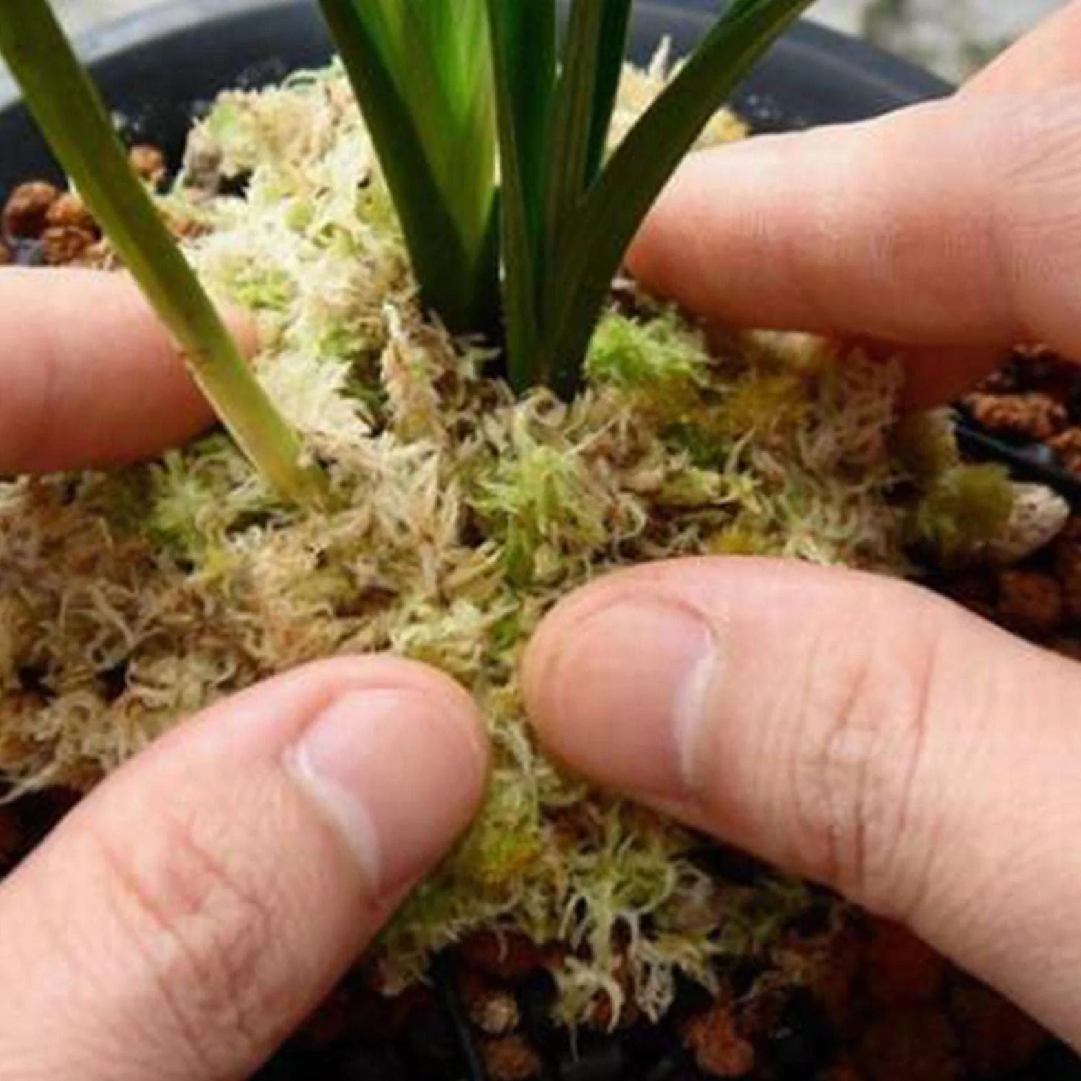 Musgo Sphagnum Seco Natural Sustrato Cultivo sin Suelo para Orquídea Phalaenopsis 12L