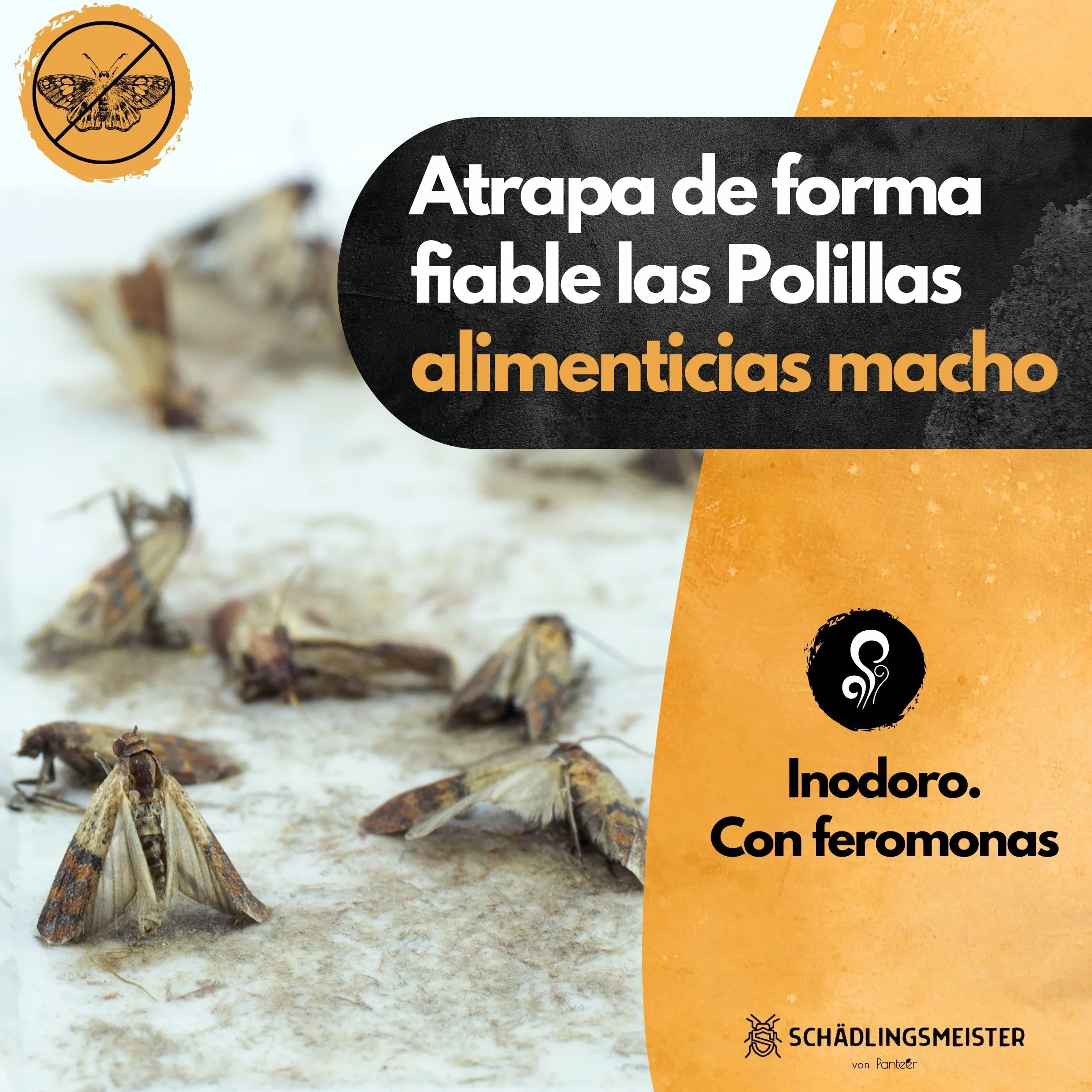 Trampa de polillas de alimentos 10 unidades Set ahorro Tiras adhesivas Papel antipolillas