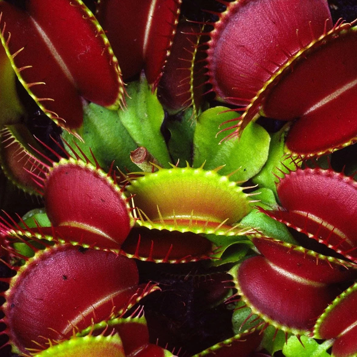 Verdecora Dionaea Muscipula Venus atrapamoscas Planta carnivora interior maceta Ø13cm