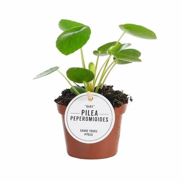 Pilea Peperomioides | Mini Planta del Dinero China | Planta de Interior