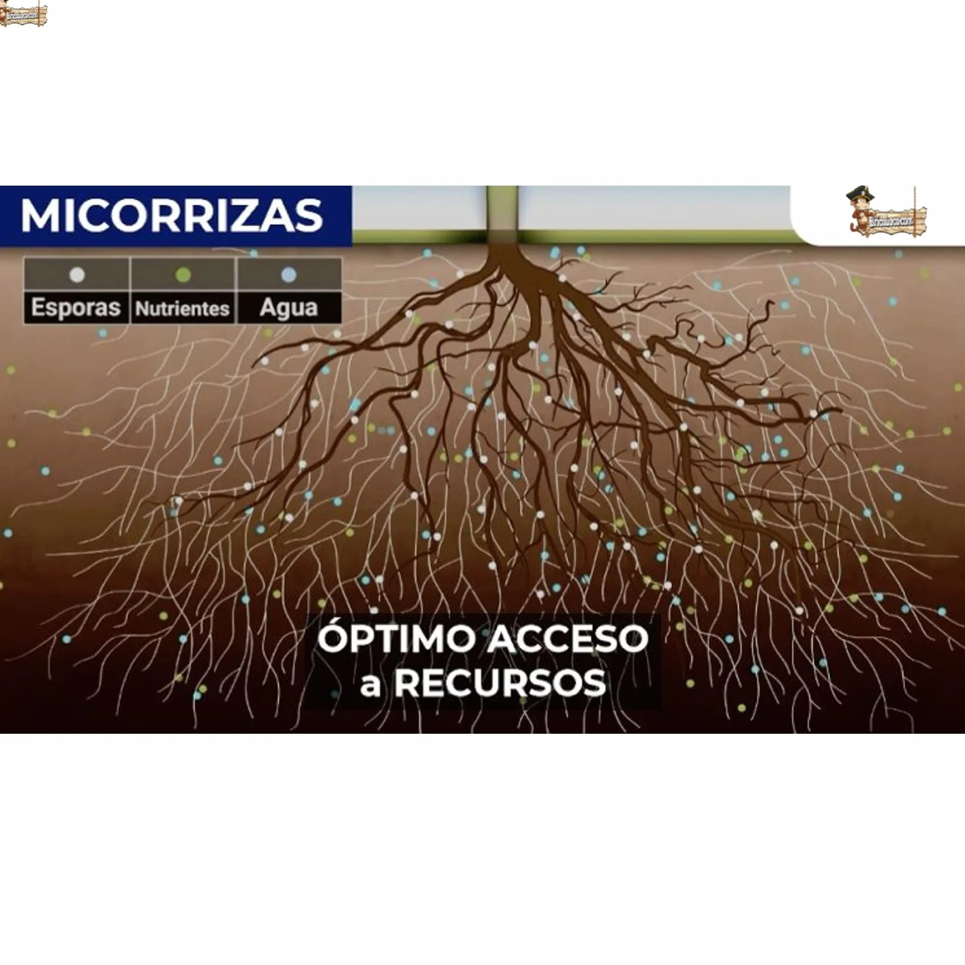 Micorrizas trichoderma bacterias rizosfera 300 uds Pastillas enraizante fungicida enraizador estimulador Acelerador Fortalecer raíces Plantas árboles esquejes