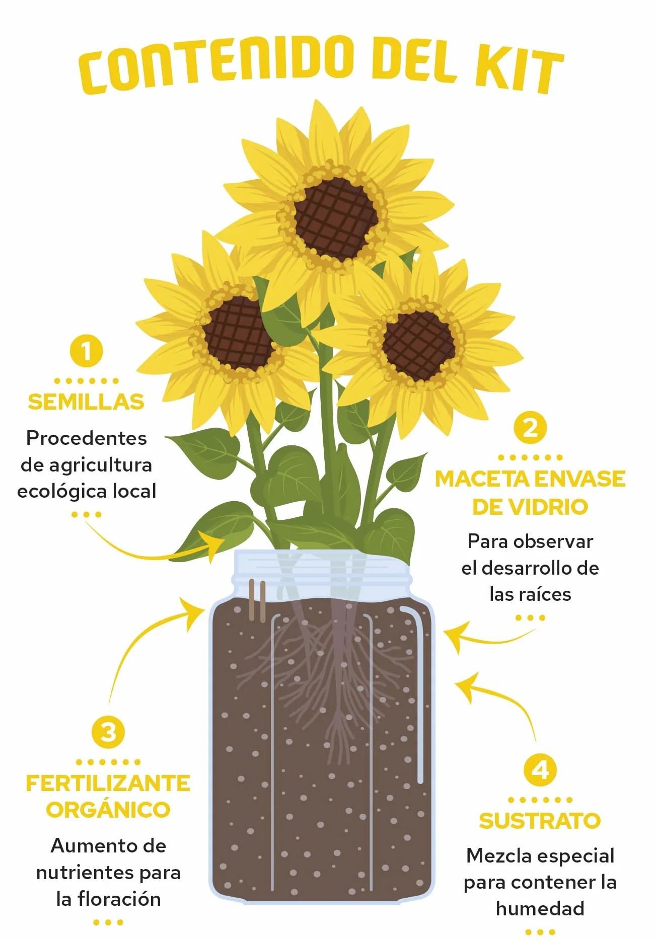 Kit Cultivo Girasol Interior Tarro Cristal Decorativo Semillas Sustrato Drenaje Regalo Casa Oficina