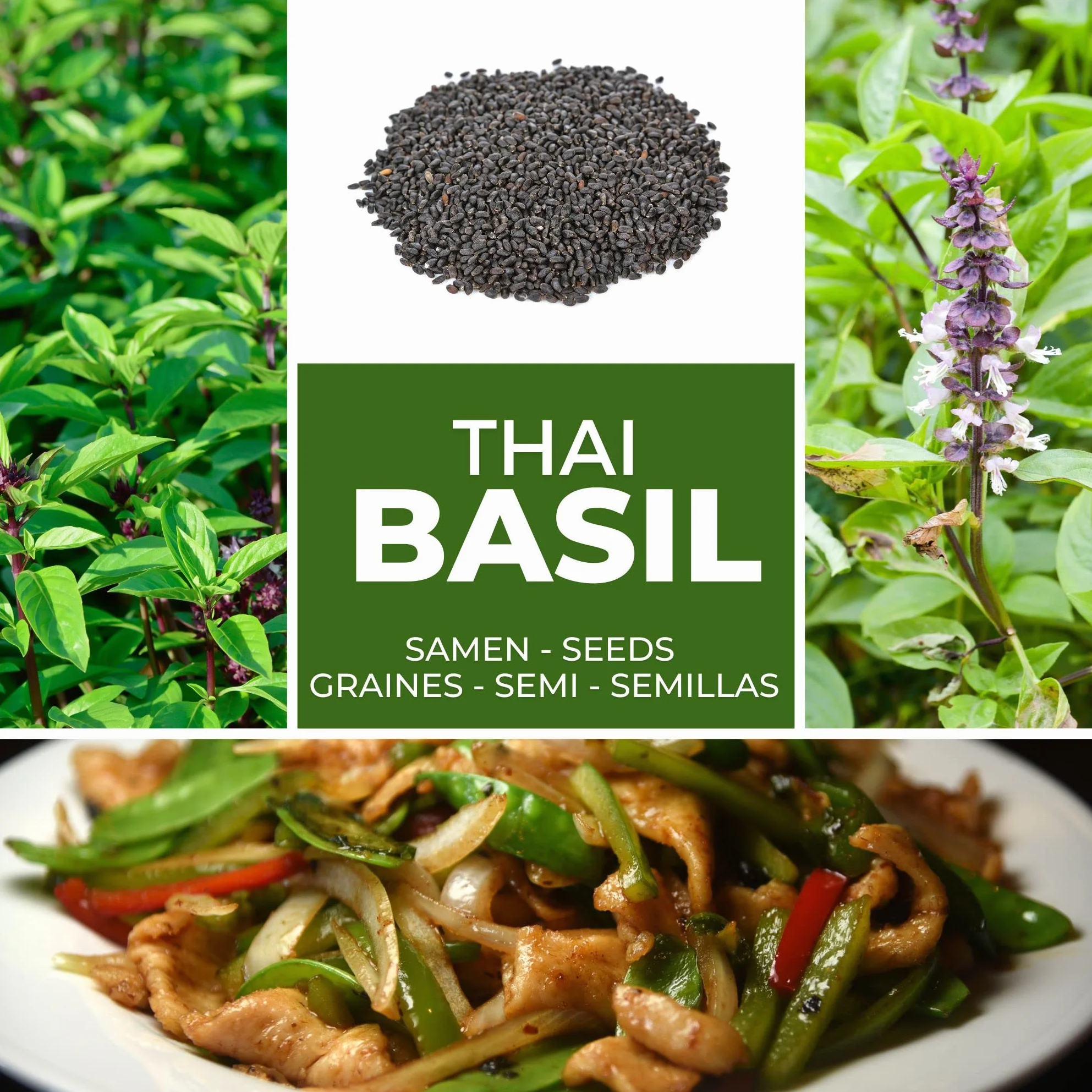 Semillas de Albahaca Tailandesa 100 Pcs Ocimum Basilicum Hierba Aromática para Cocina Asiática