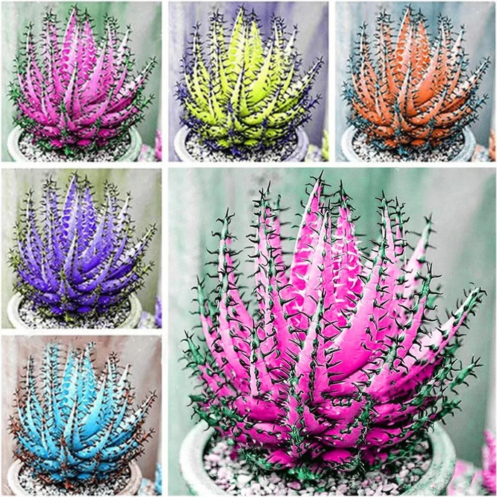 Aloe Vera semillas rosa roja 100 piezas suculentas hierbas Bonsai plantas jardín decoración