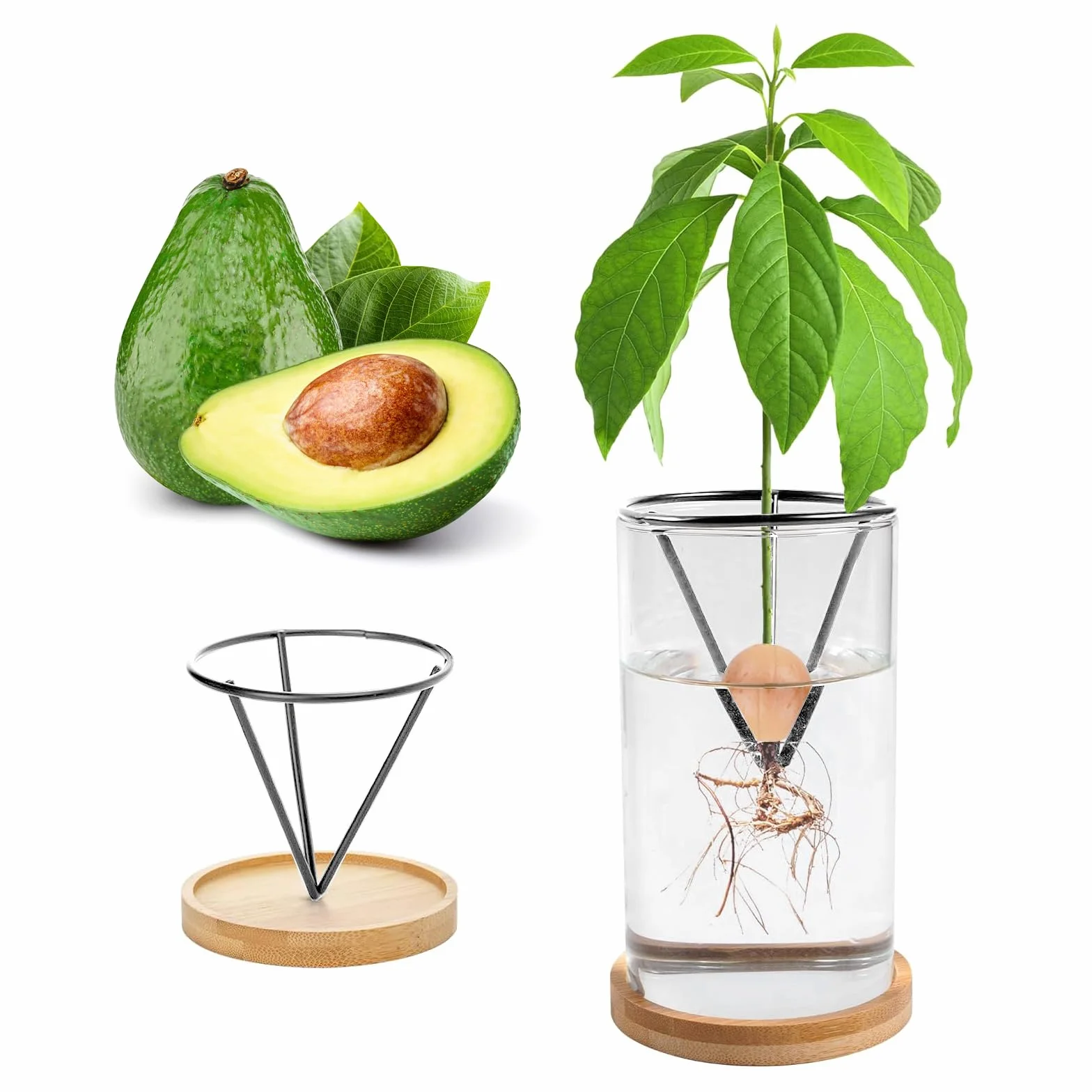 Kit de germinación de plantas de aguacate, jarrón de cultivo con base de madera, maceta de vidrio