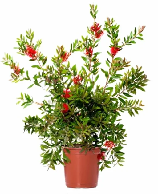 Calistemon Natural Árbol de Exterior Llamativo