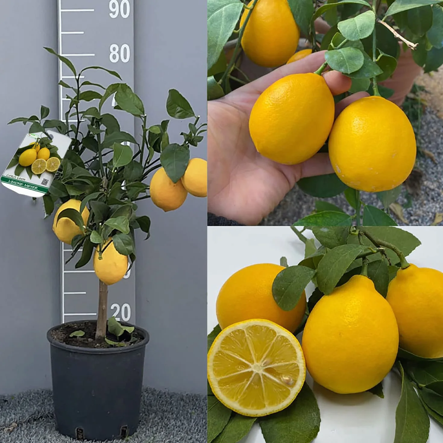 SAVINI VIVAI Planta de limón Meyer en maceta 20 cm altura 70 cm 2-3 años injerto