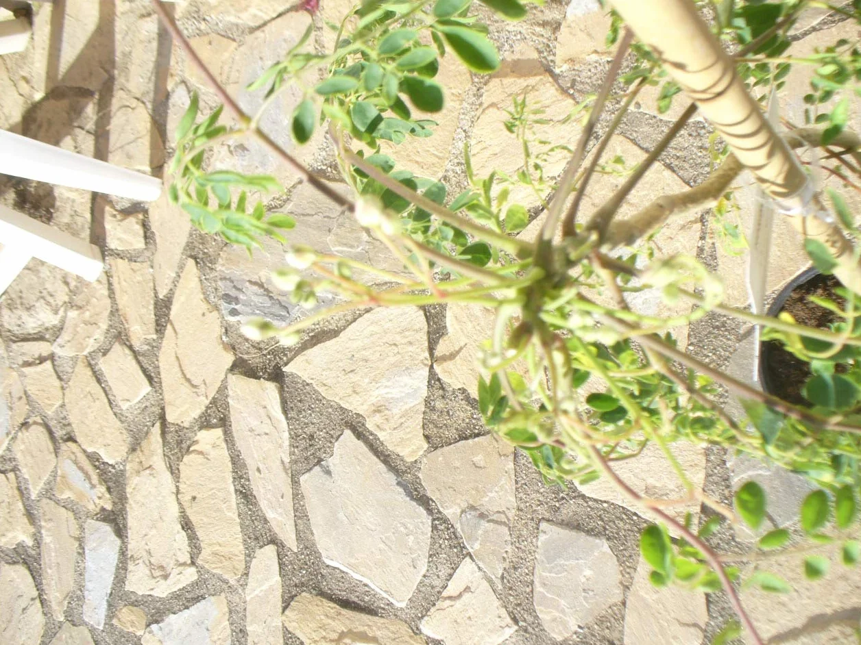 Moringa oleifera Árbol de rábano de mar 1 árbol joven 85-130 cm
