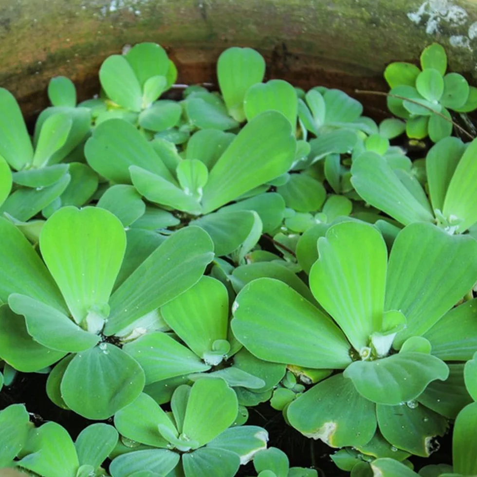 Semillas de Lenteja de Agua Verdes Variedades Antiguas 350pcs Acuáticas Acuario Exótico Jardín