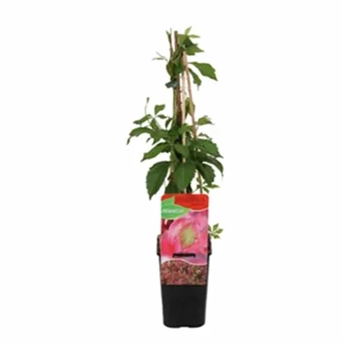 Parthenocissus quinquefolia 'Engelmannii' Roja resistente Maceta 1,5 litros
