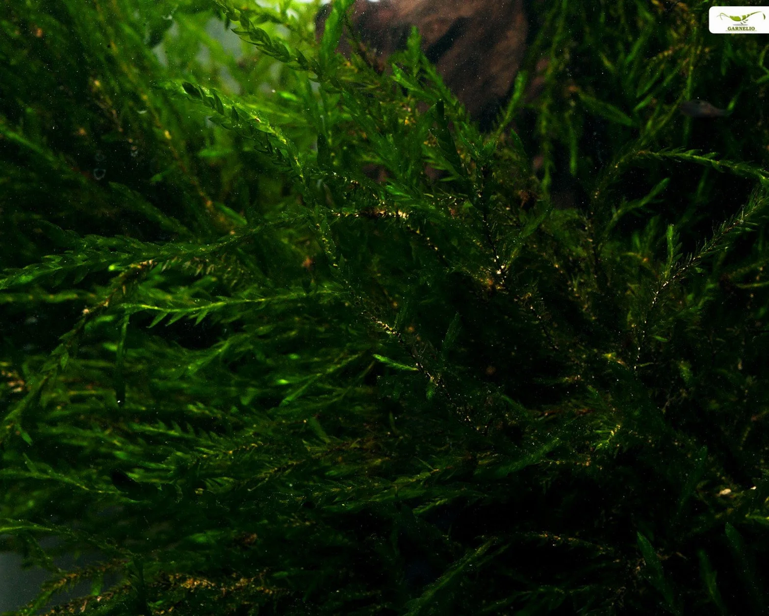 Fontinalis antipyretica Musgo de estanque y acuario verde perenne resistente al invierno