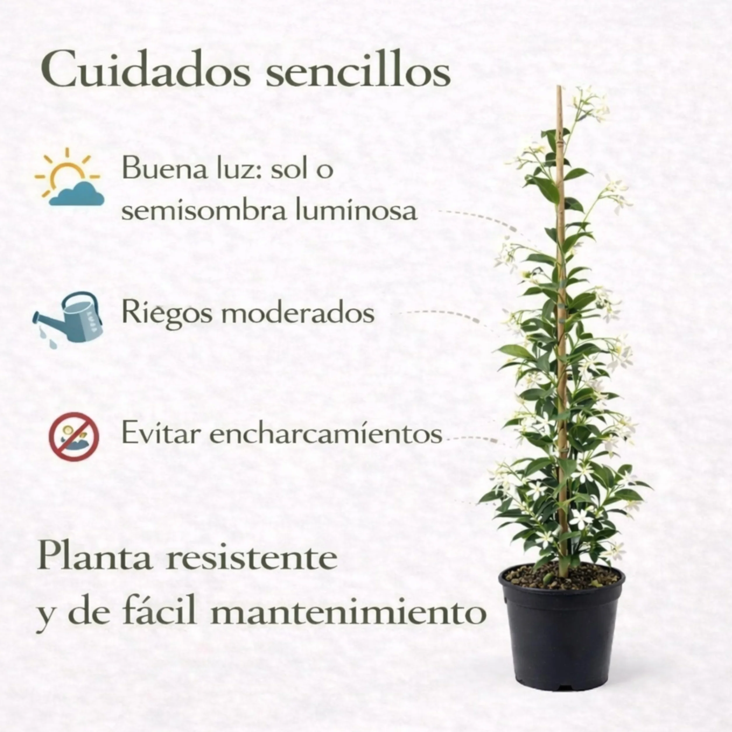 Jazmín Estrellado Planta Natural 120 cm Trachelospermum jasminoides Enredadera Exterior Flores Blancas Aromáticas