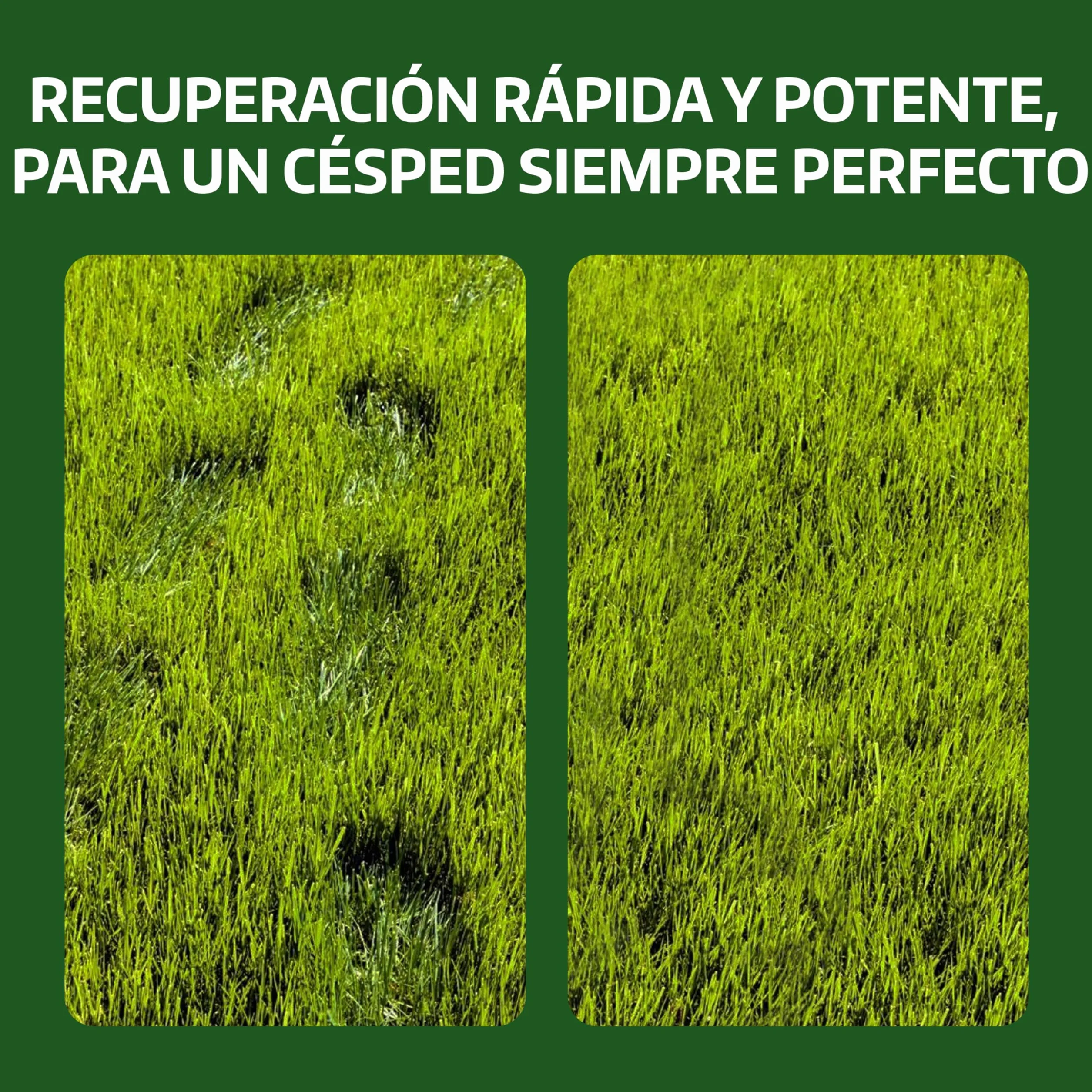 LERAVA Semillas césped grama gruesa 200 g para 20 m² resistente a la sequía