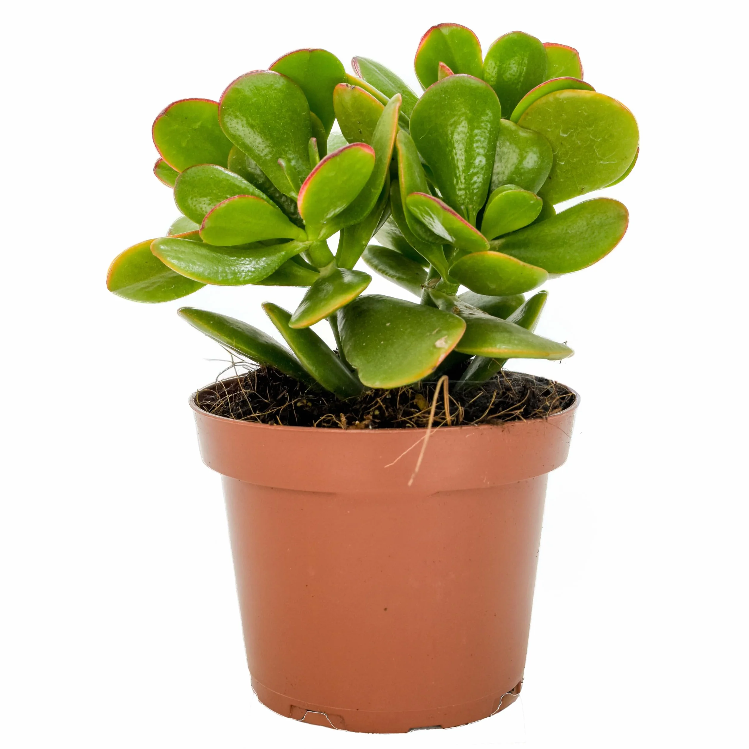 Crassula Ovata Sunset Planta Natural Suculenta Árbol de Jade Hojas Verdes Bordes Rojizos Tonos Dorados