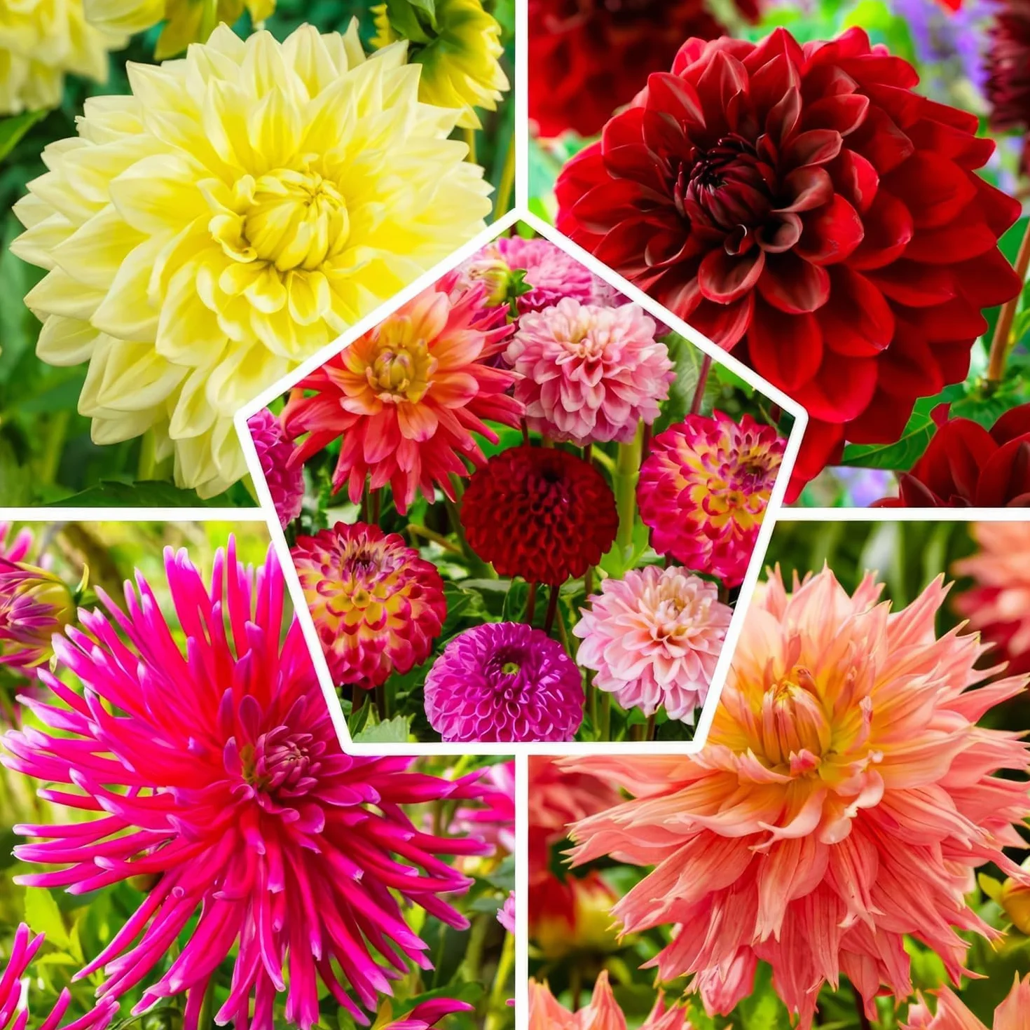 Bulbos de dalias gigantes, mezcla de Holanda, flores grandes para jardín y macetas