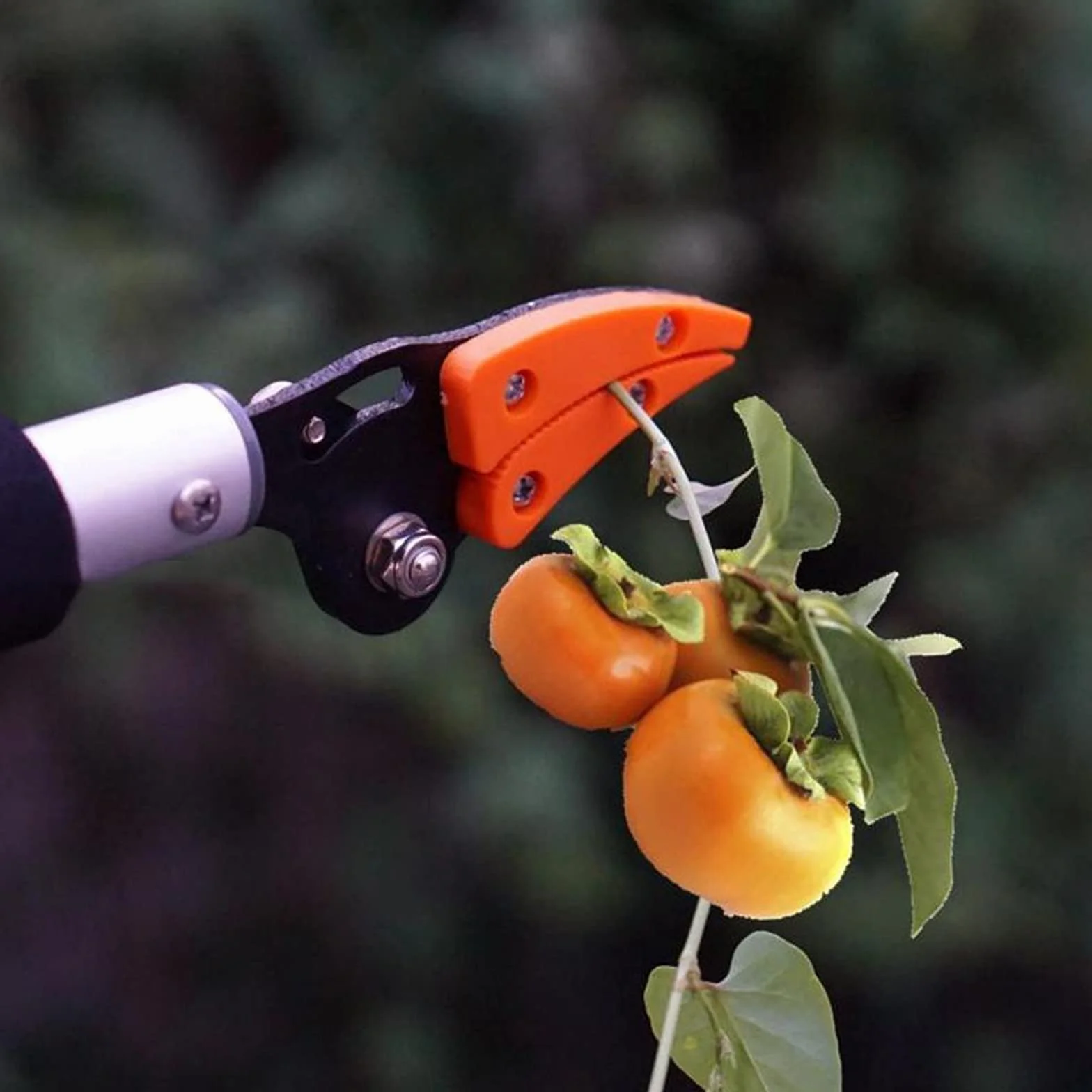 Podadora telescópica de derivación de poda – Recolector de frutas extralargo de 0,6 m y herramienta de corte de jardín para un corte y corte eficientes