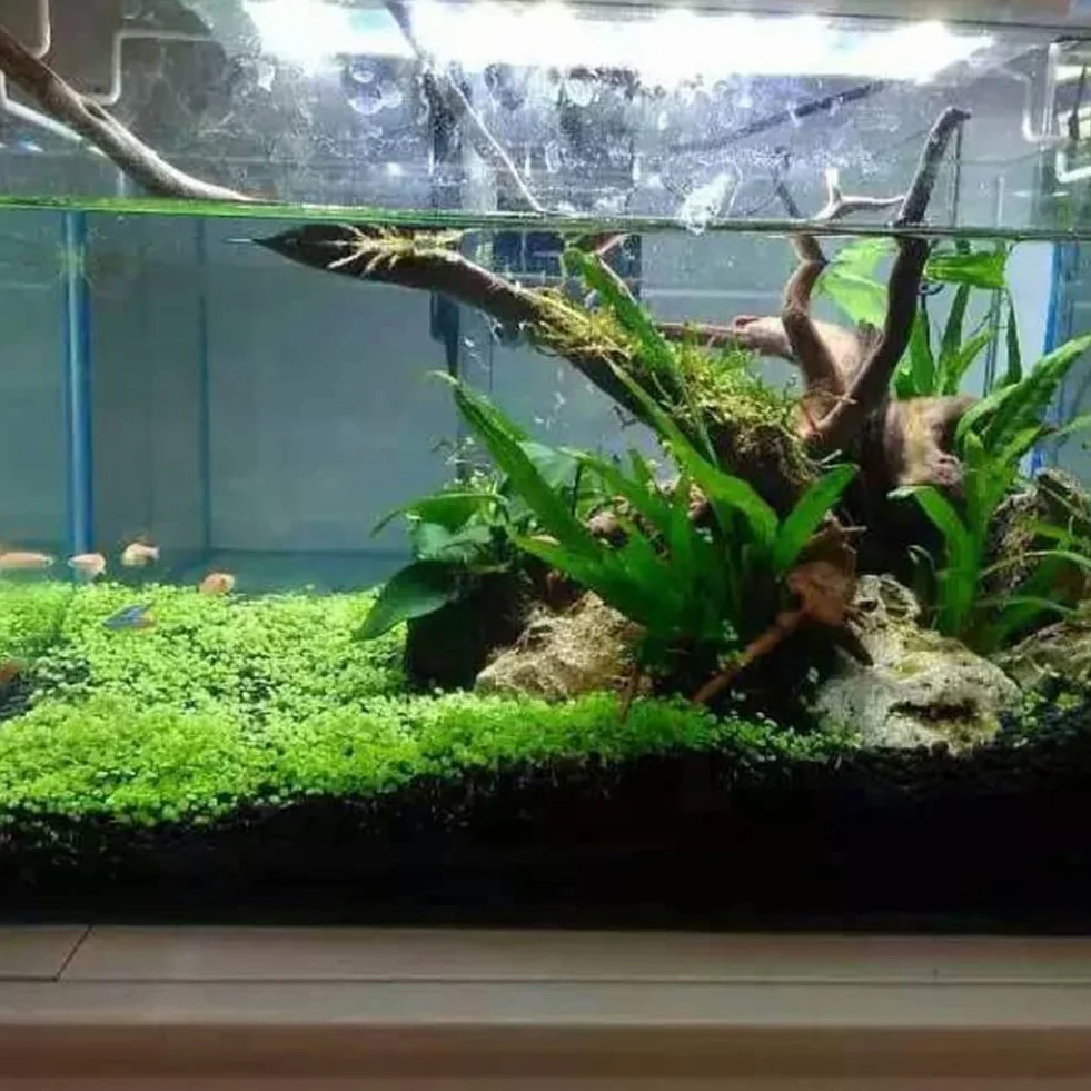 Haloppe Semillas de plantas de acuario para pecera decoración de hierba de agua planta de primer plano jardín