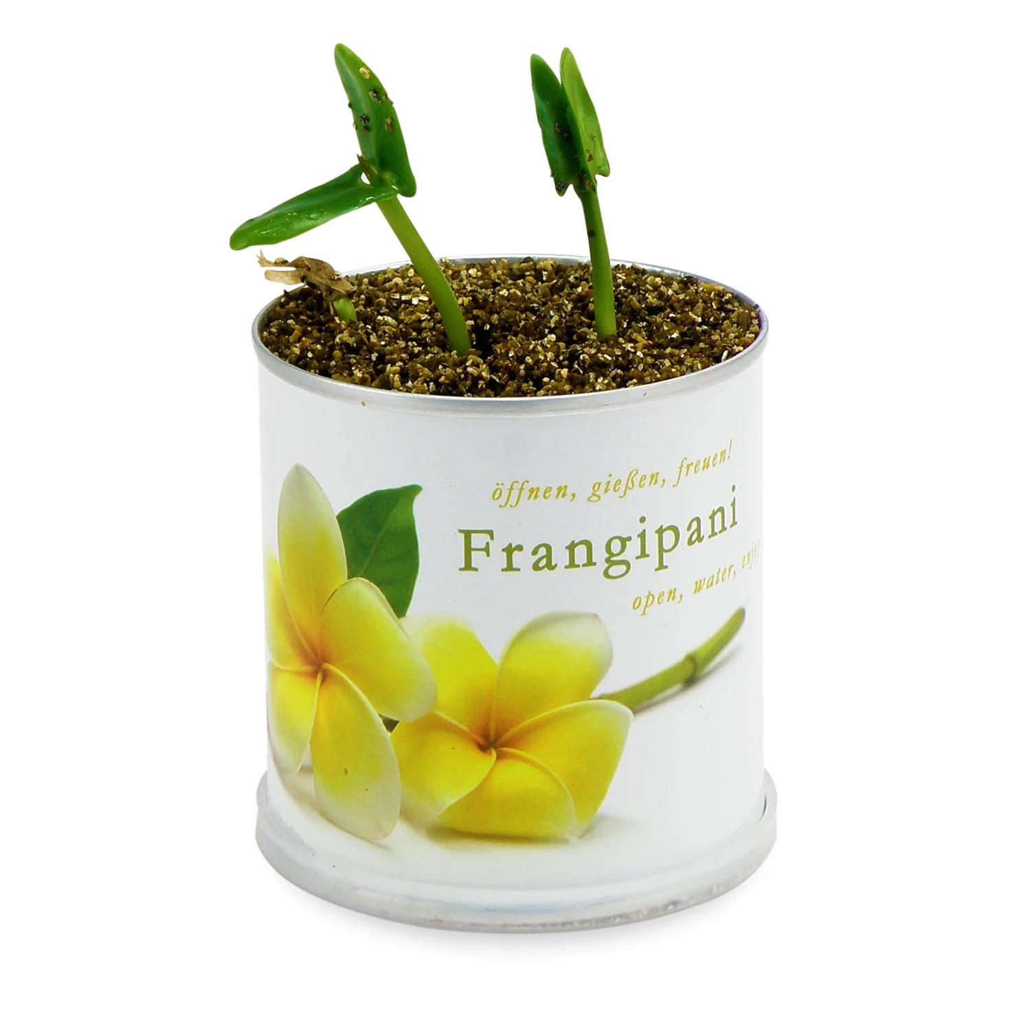 Flores en Caja de Lata Frangipani – Plumier de Macflowers