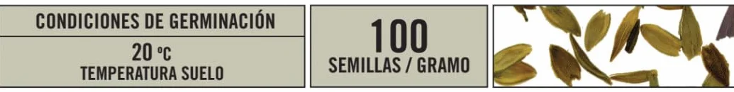 BATLLE Semillas de Zinnia de Méjico Variada 2,5 g – Flores Multicolor
