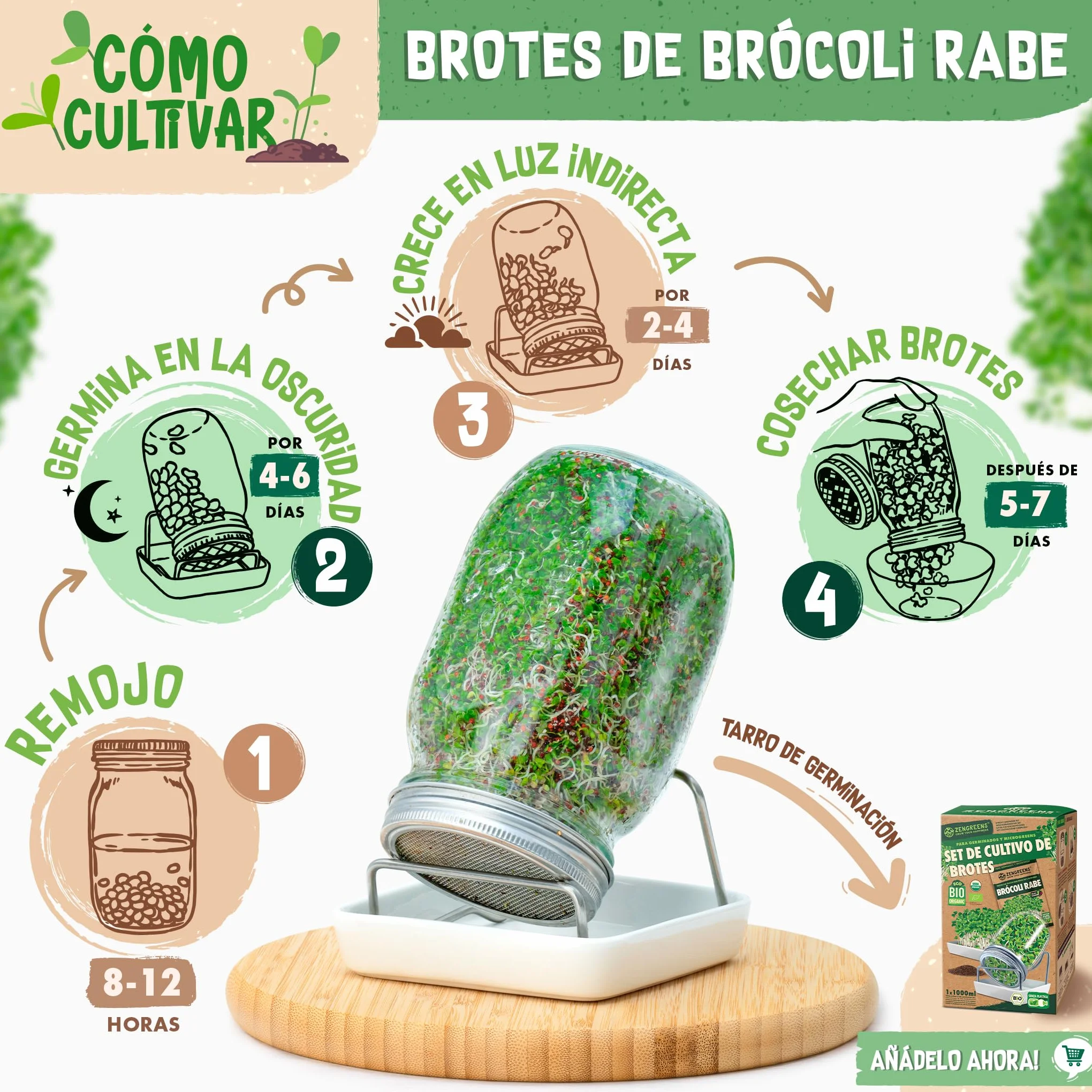 Semillas de brócoli ecológico ZenGreens® - Brotes de cime di rapa - Microgreens - 10g, 200g, 500g