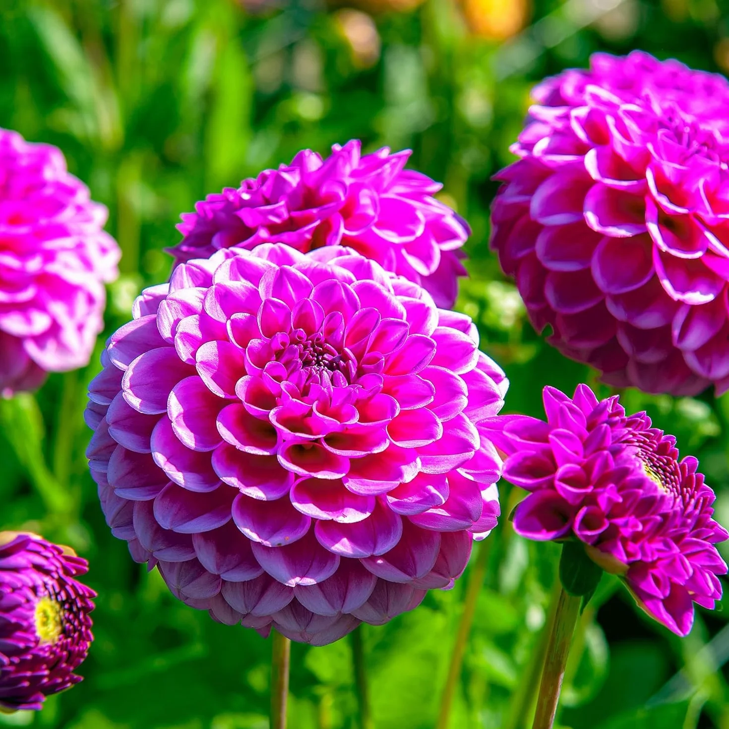 Dalias Pom Pom Moradas: Paquete Mixto 5 Variedades Bulbos Holanda Plantas Grandes Jardín Maceta