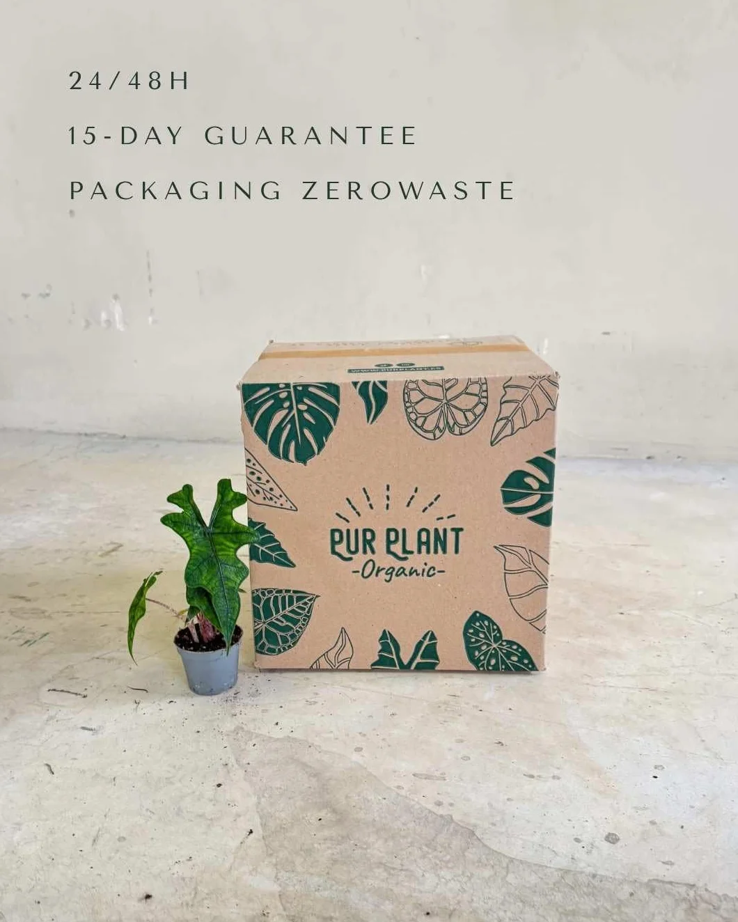 Alocasia Jacklyn PUR PLANT | Planta tropical de interior resistente | Hojas verdes recortadas | Maceta Ø6 cm