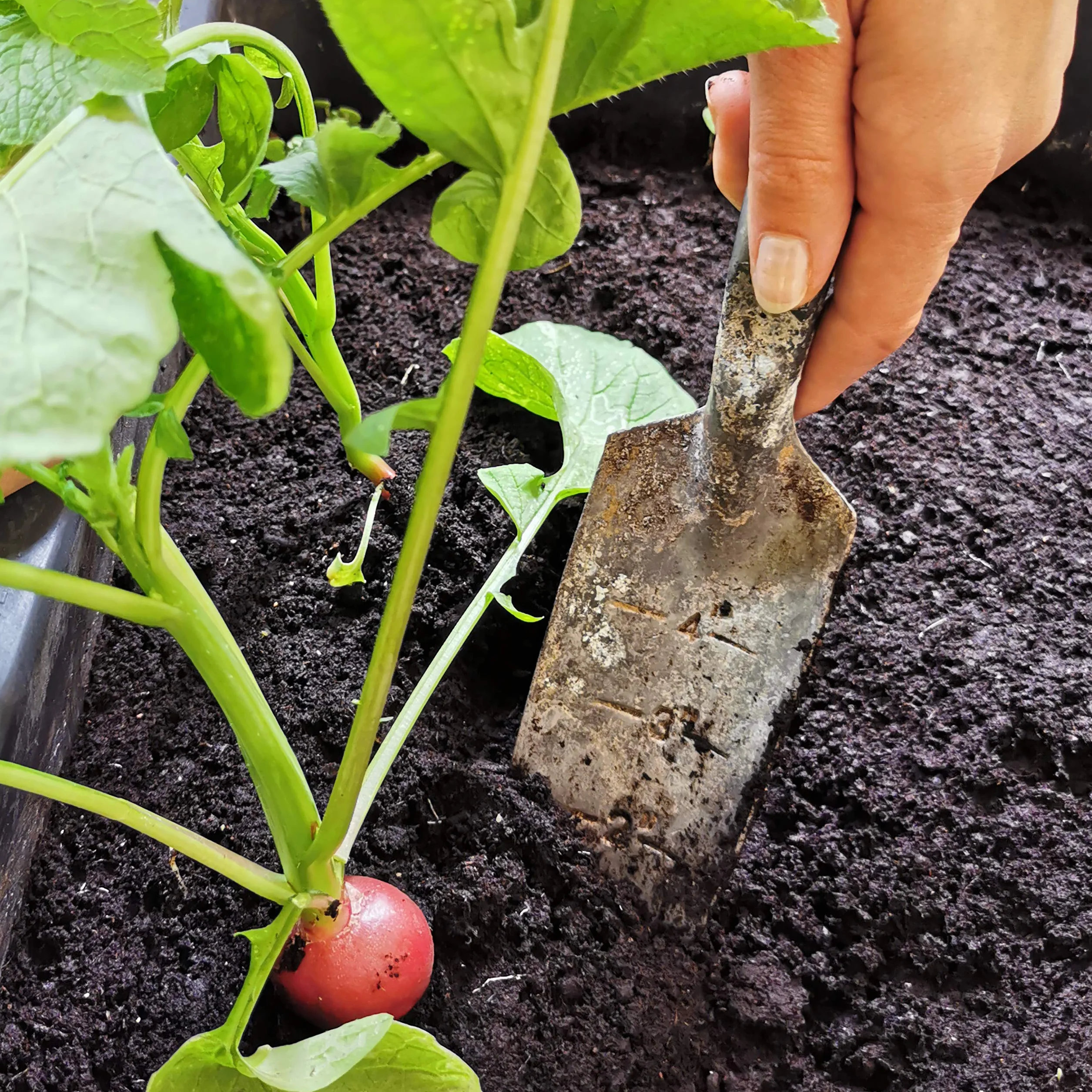 Kit Semillas Verduras 12 Variedades Hortalizas Huerto Tomate Lechuga OwnGrown