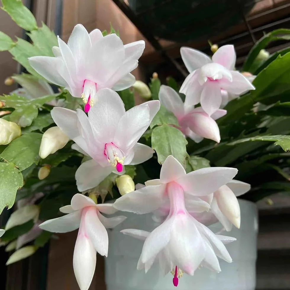 Semillas de cactus navideños Schlumbergera truncata 50 piezas bonsai maceta decoración floral regalo