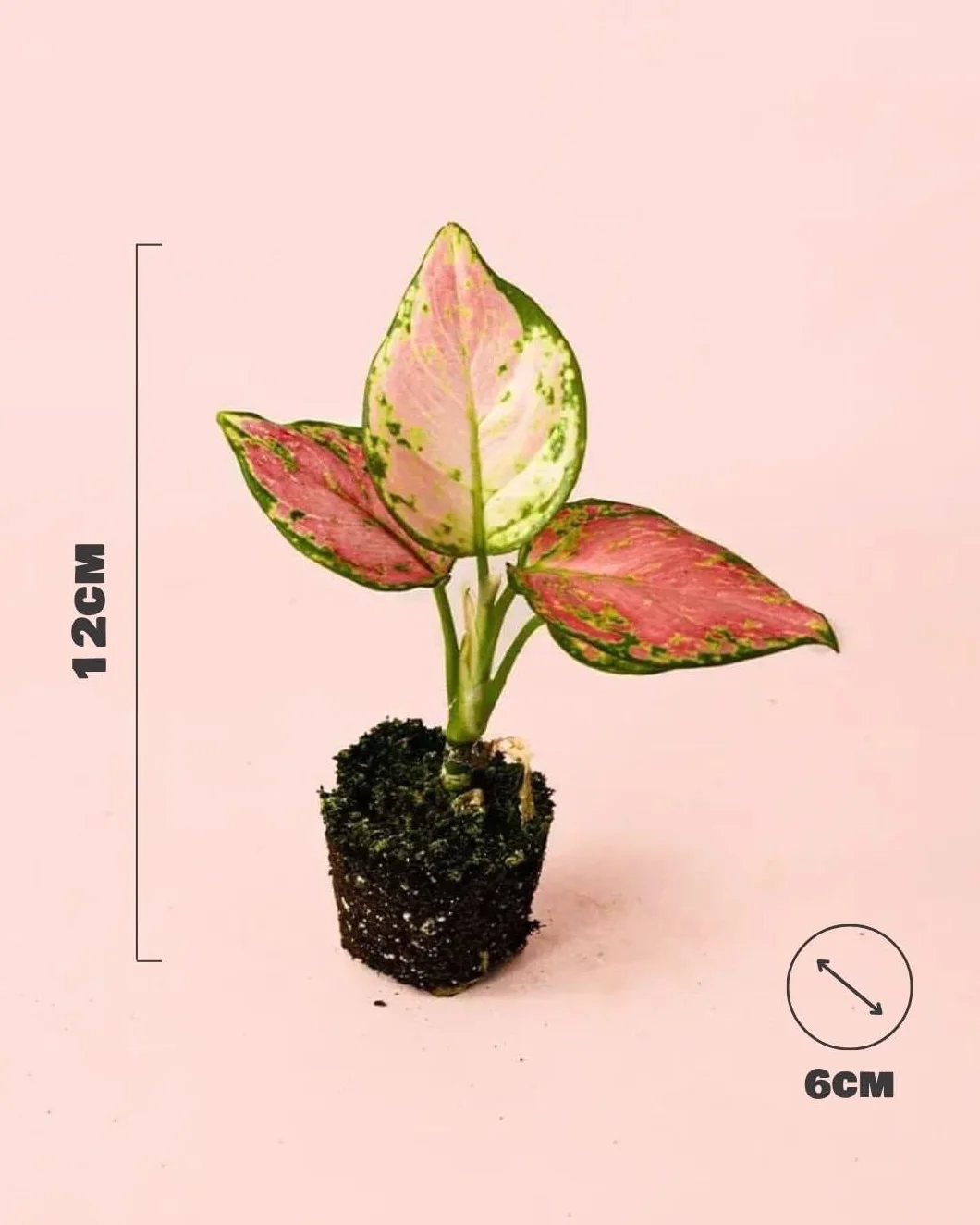 Aglaonema Pink Mini Planta Natural Interior Decorativa Compacta Ø6 cm