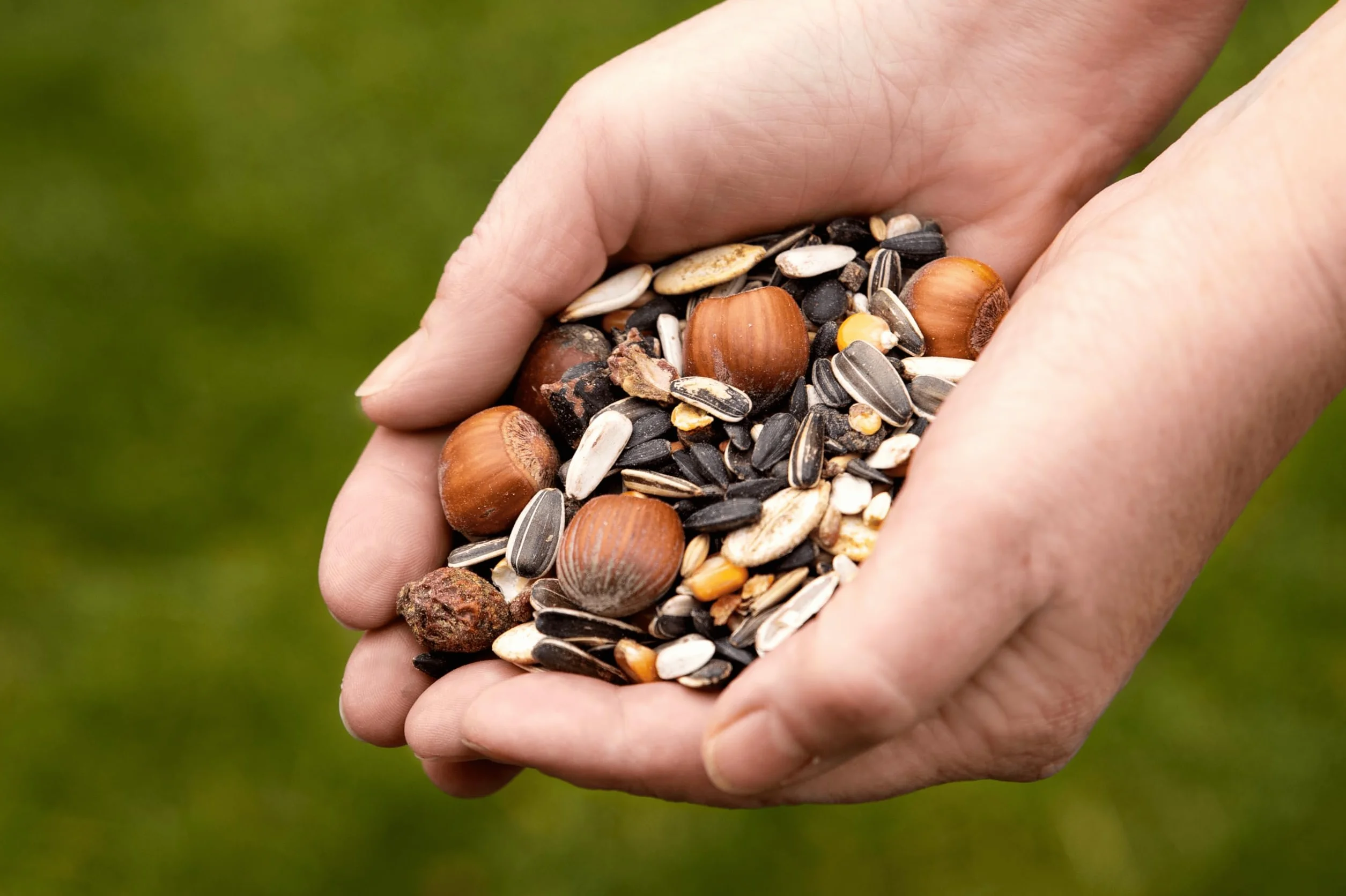 Comida para Ardillas 1 kg Alimento Natural para Animales Silvestres Mezcla Anual con Extra de Avellanas