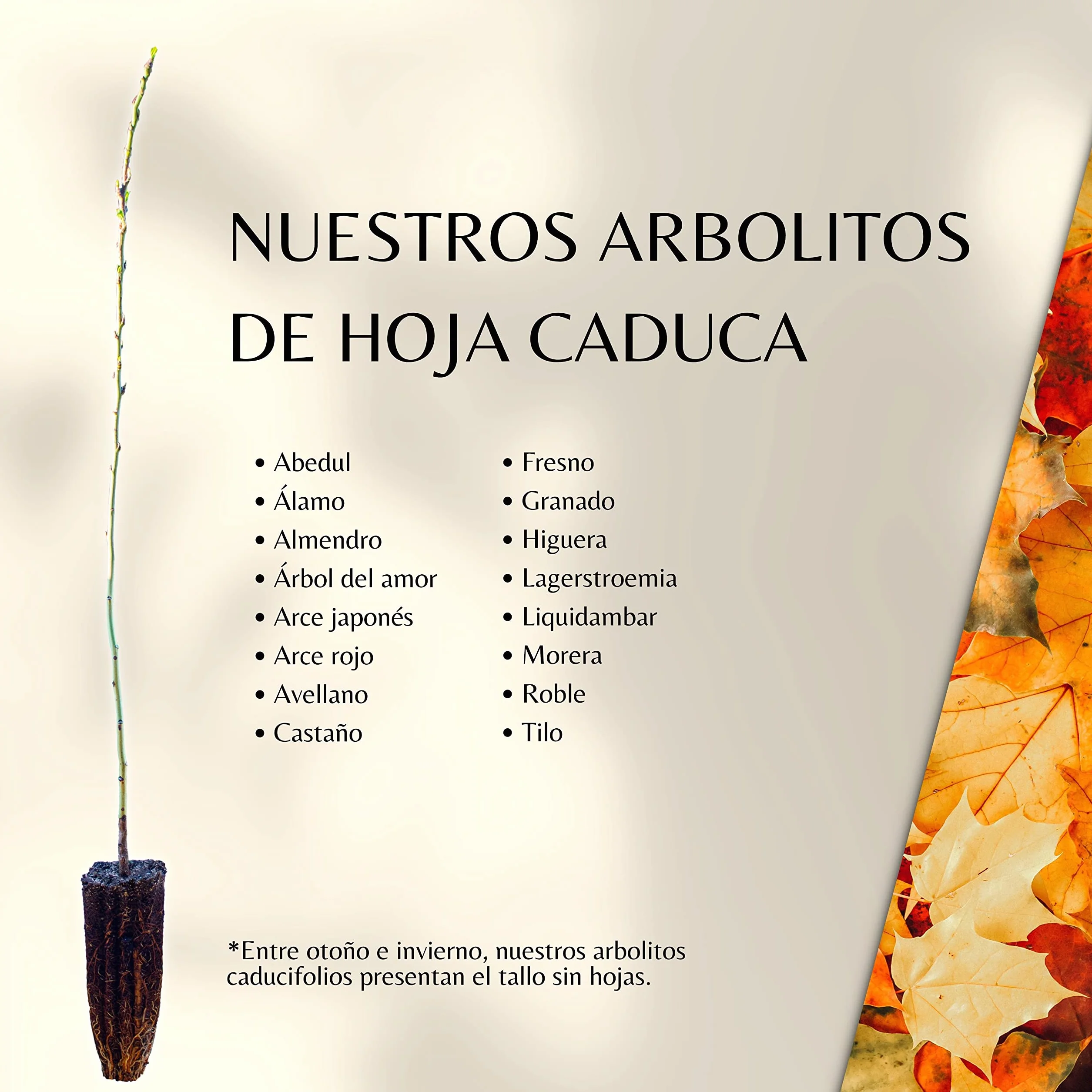 Granado Enano en Caja de Madera - Árbol Pequeño